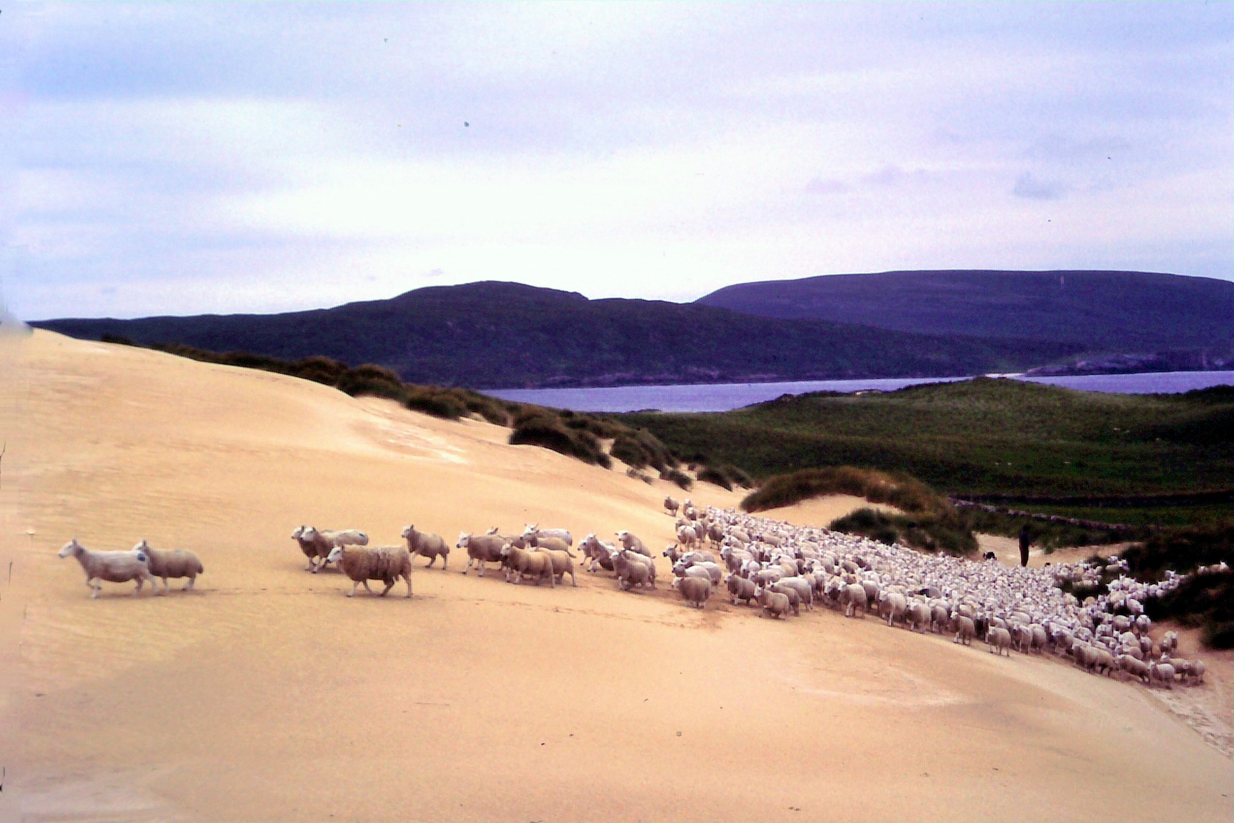 Dune and sheep...