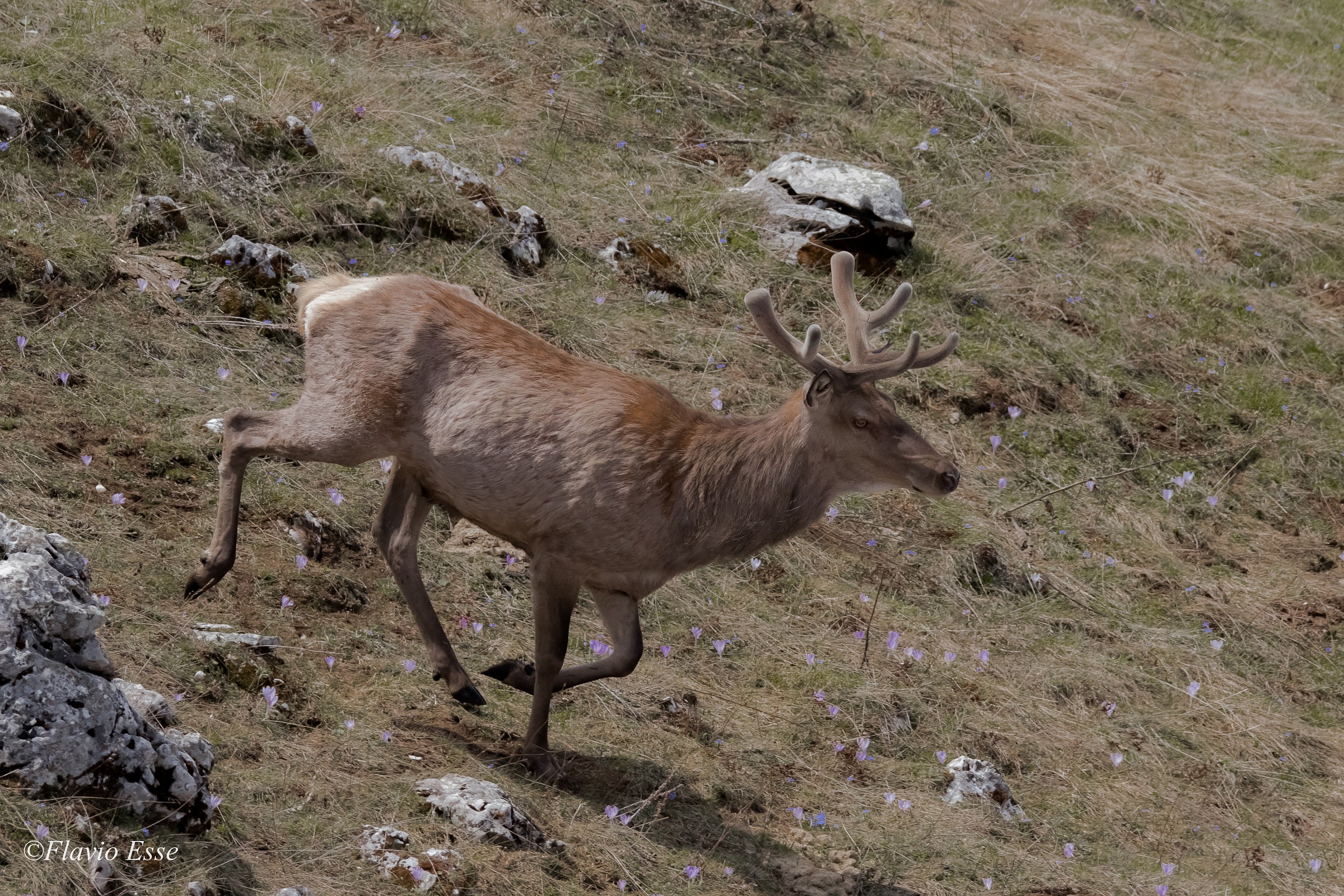 Casual jog...