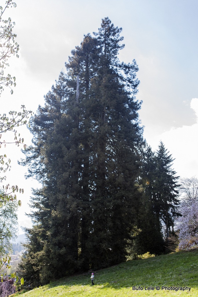 Sequoia sempervirens...