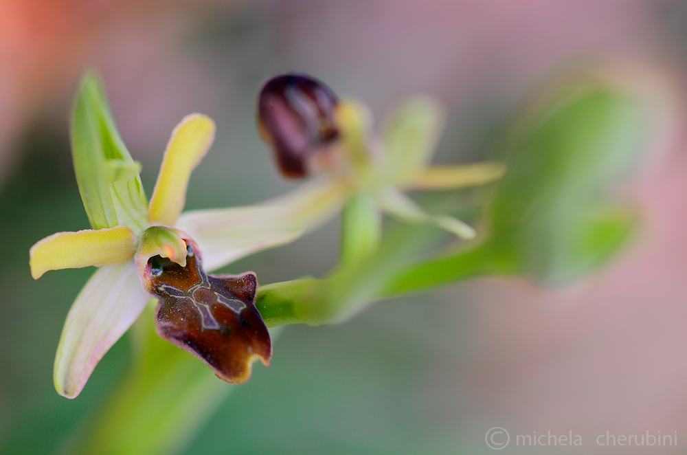 ophrys sphegodes...