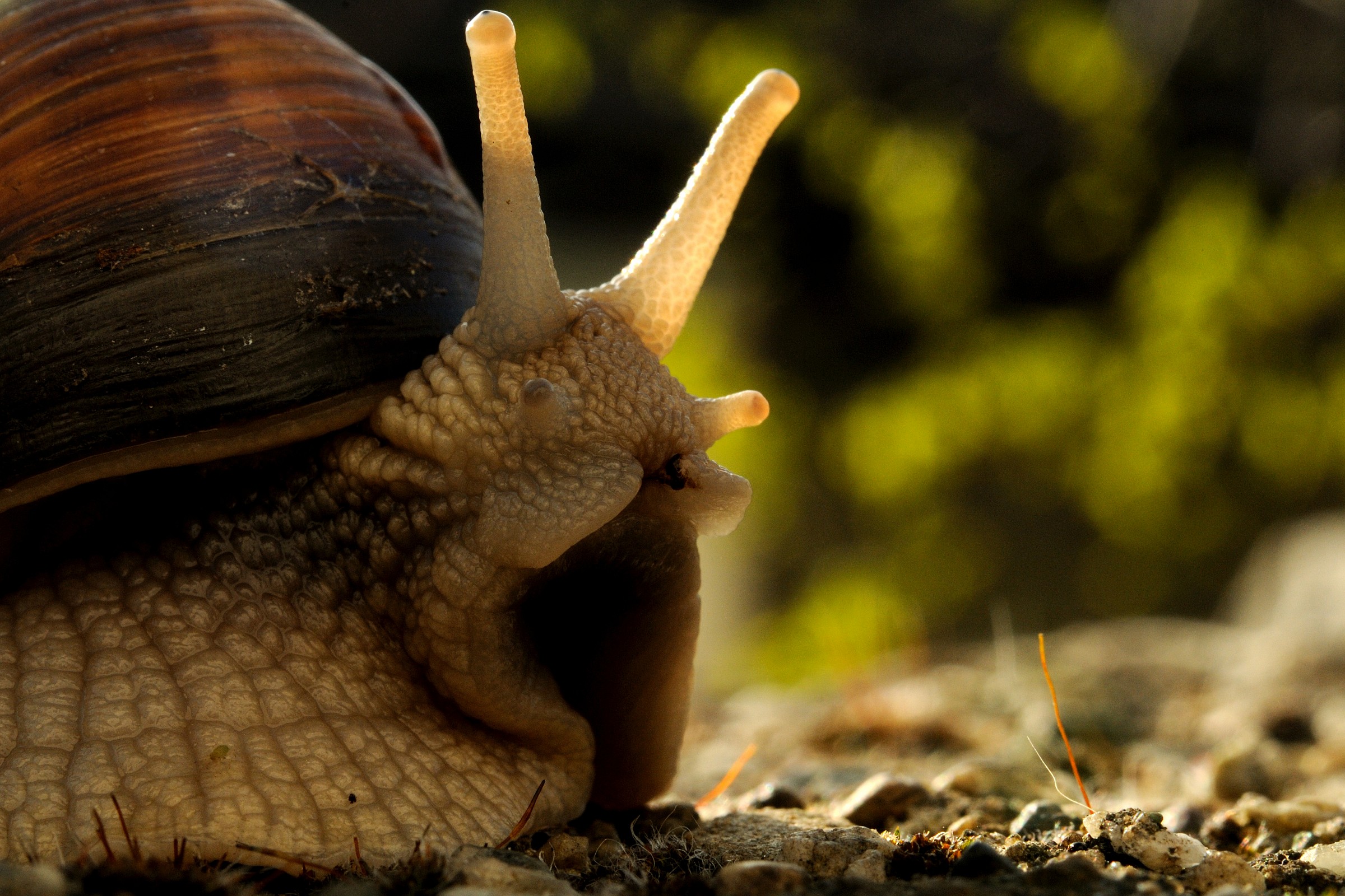 The solemn snail!...