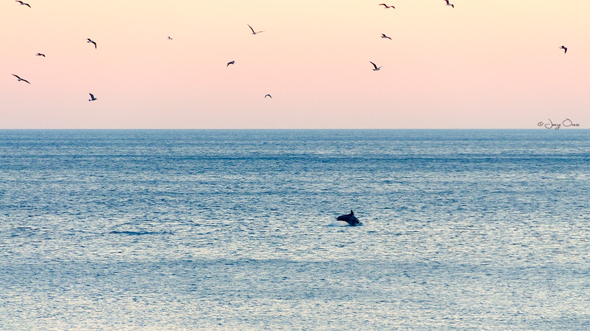 delfino...