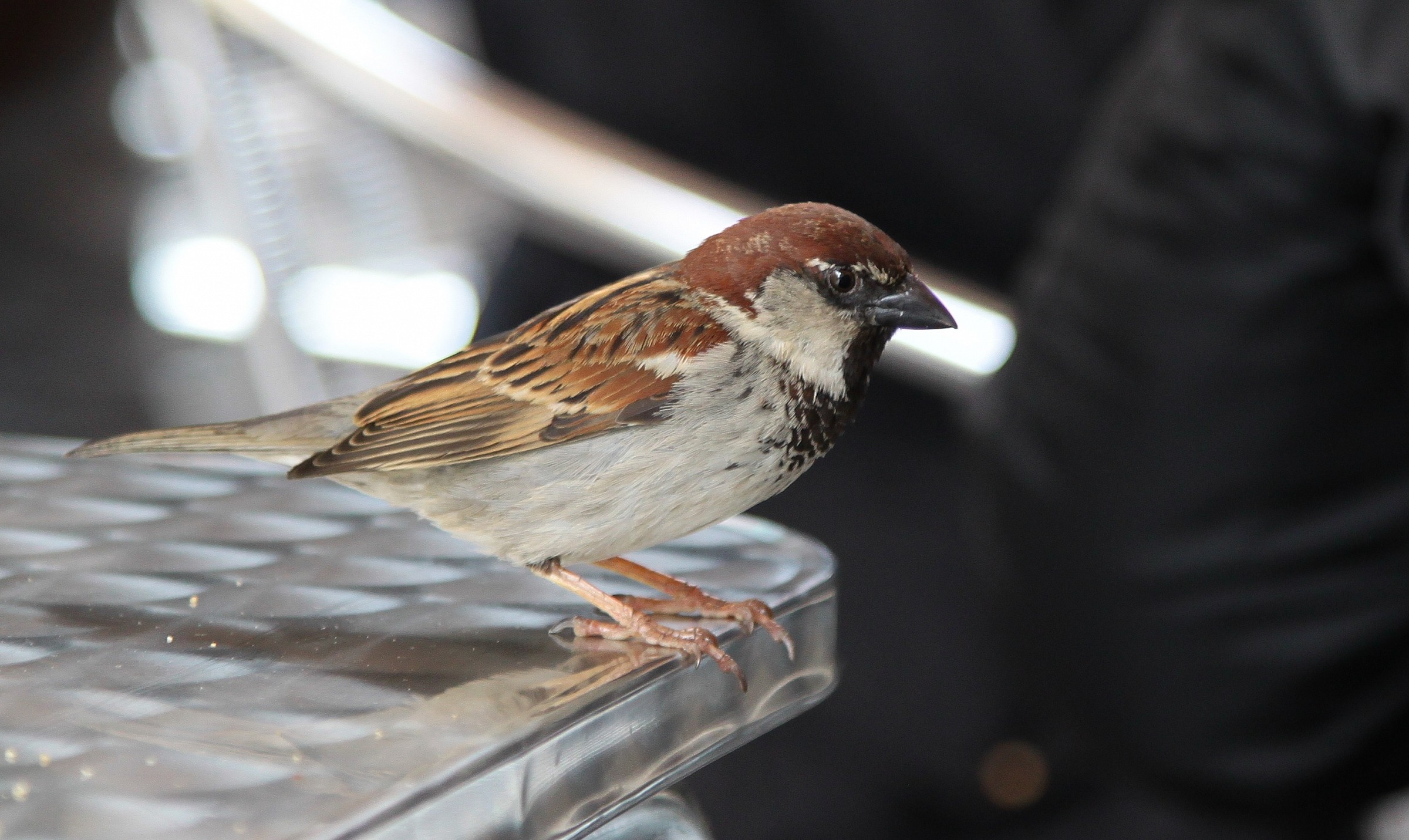 Sparrow hungry, contemptuous of danger...