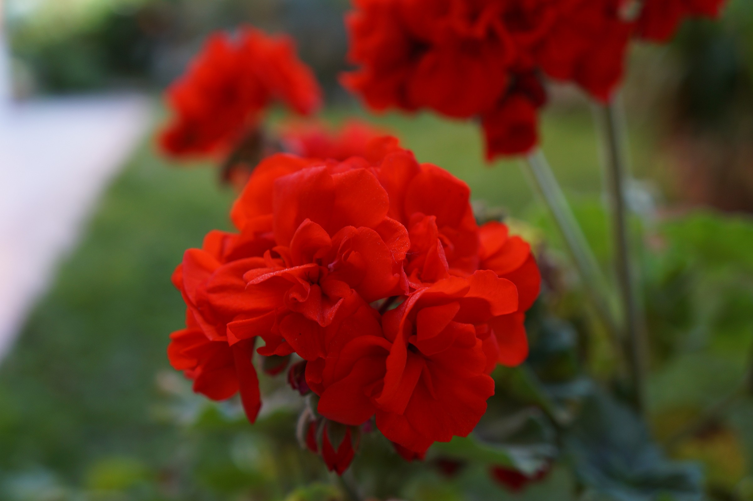Pelargonium...