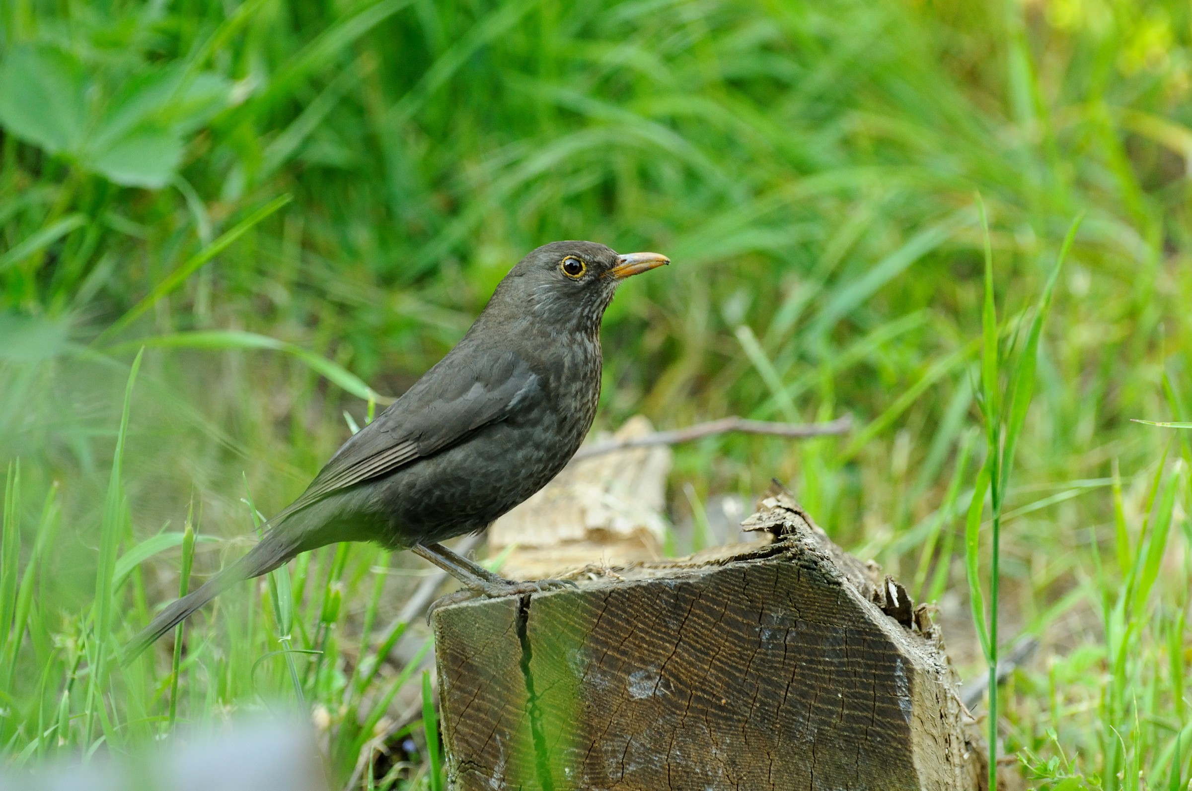 Female blackbird...