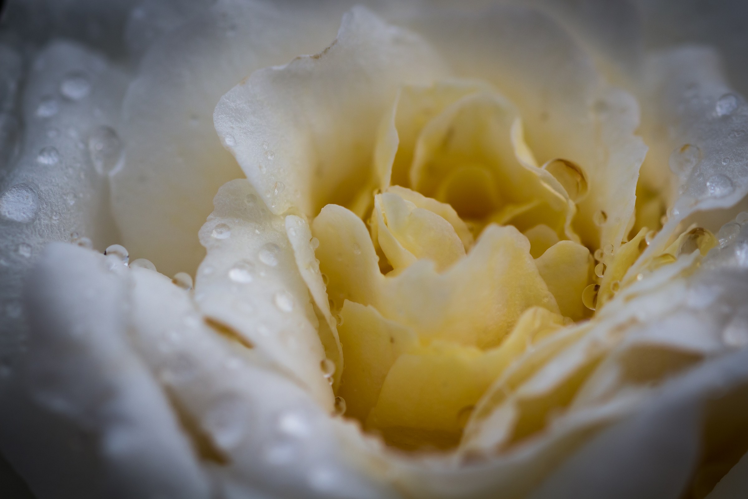 The Heart of a Rose...