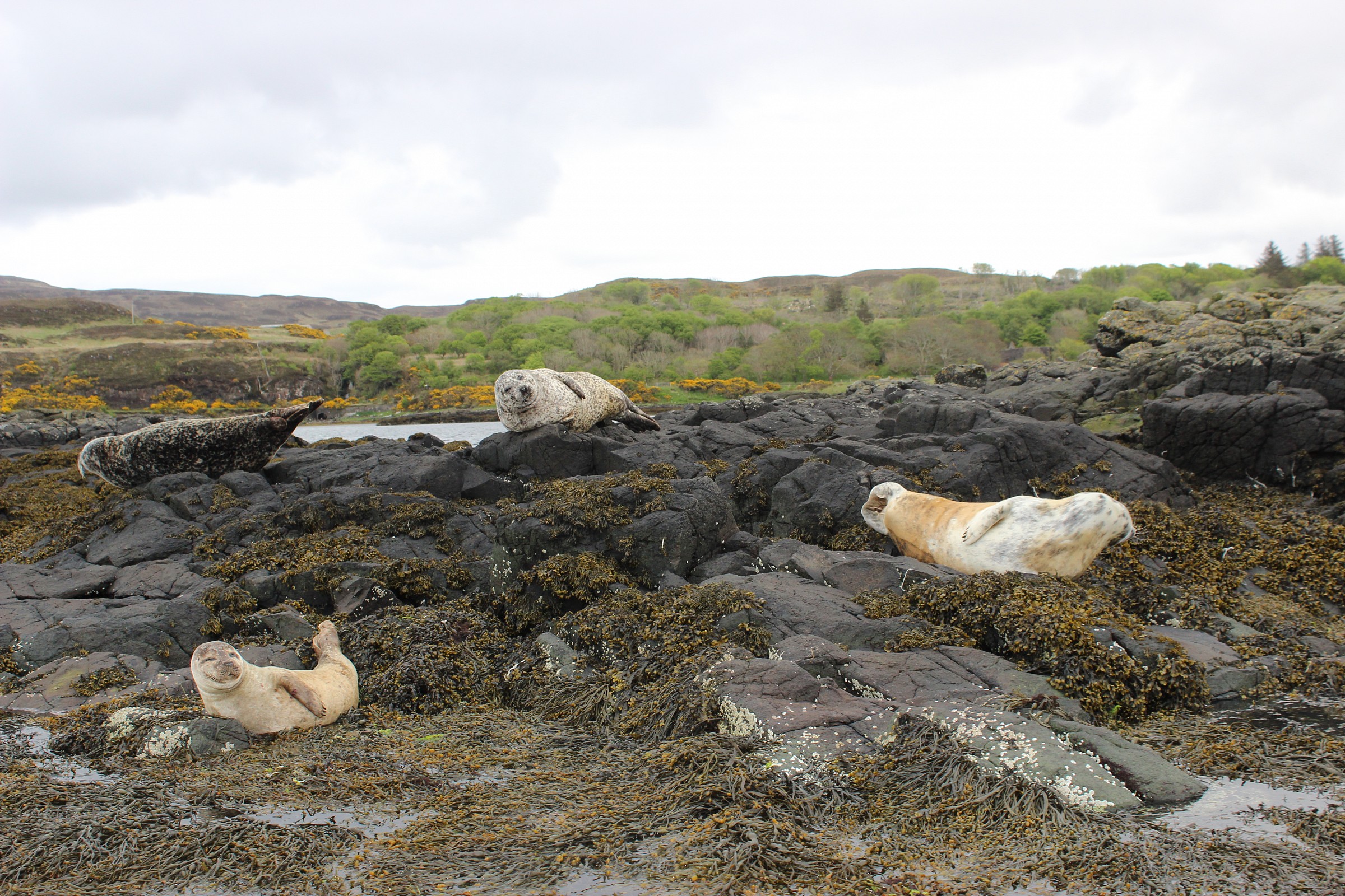 seals of the castle...