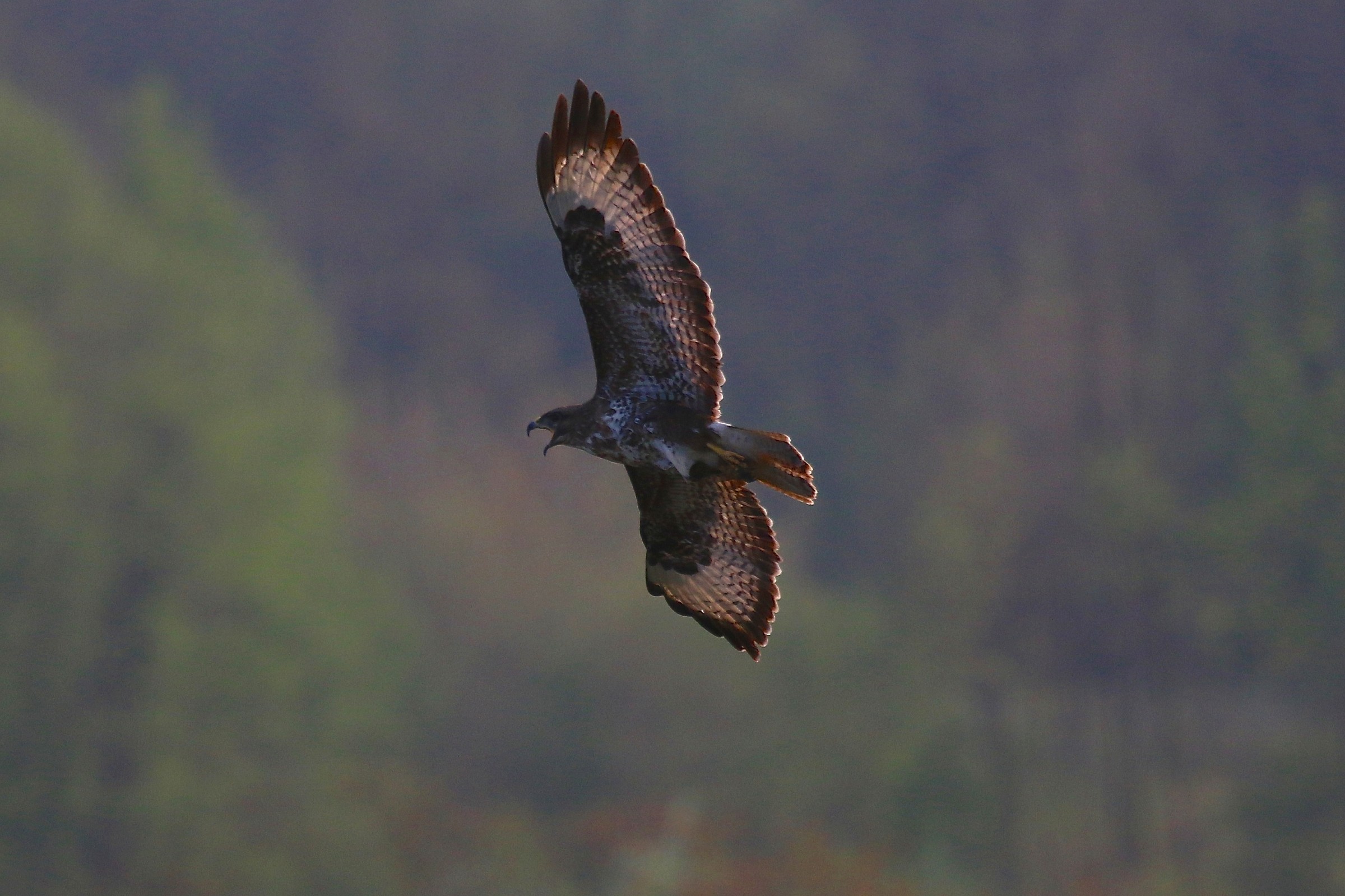 Buzzard...