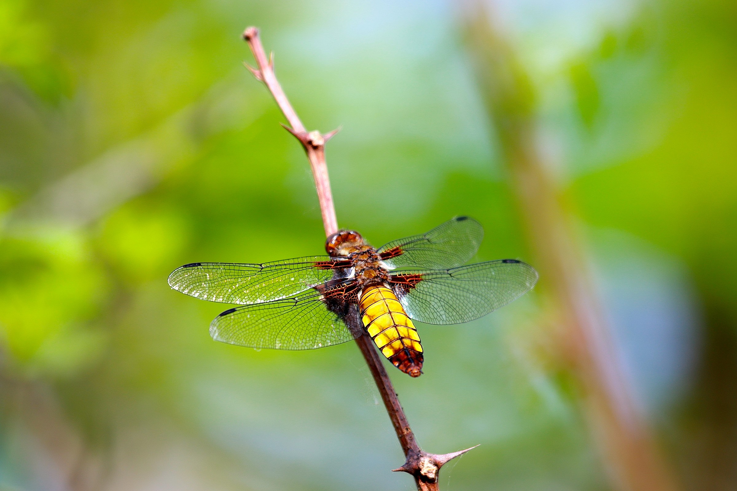 Dragonfly Quadrimaculata Macho...