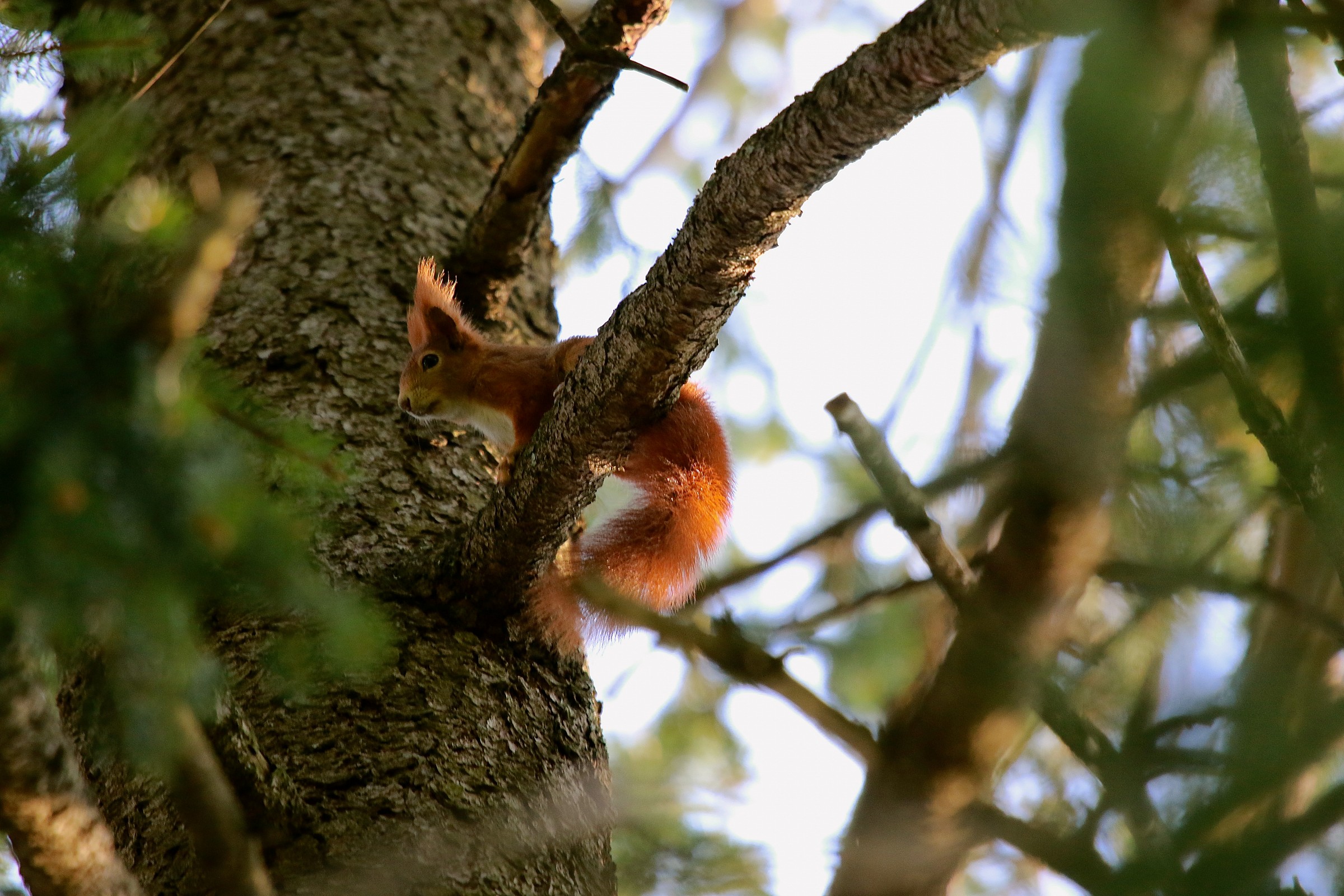 Red Squirrel...