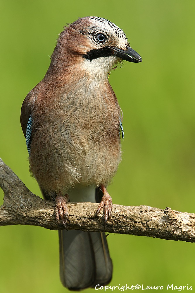 Jay after showering...