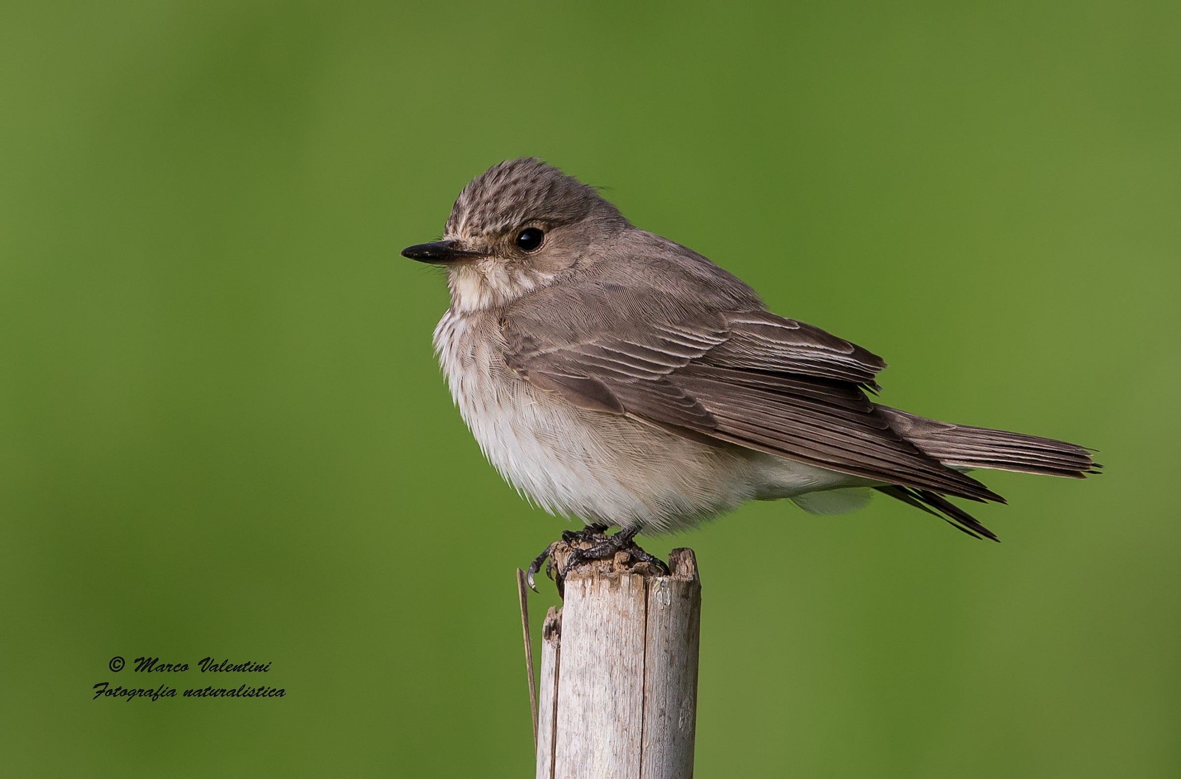 Flycatcher...