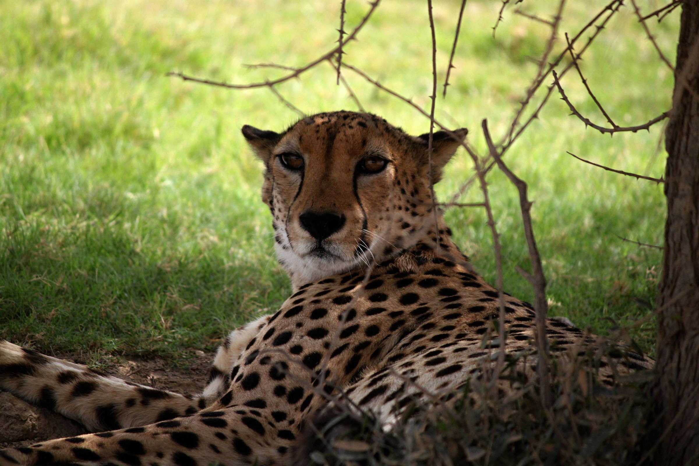 Cheetah "sly"...