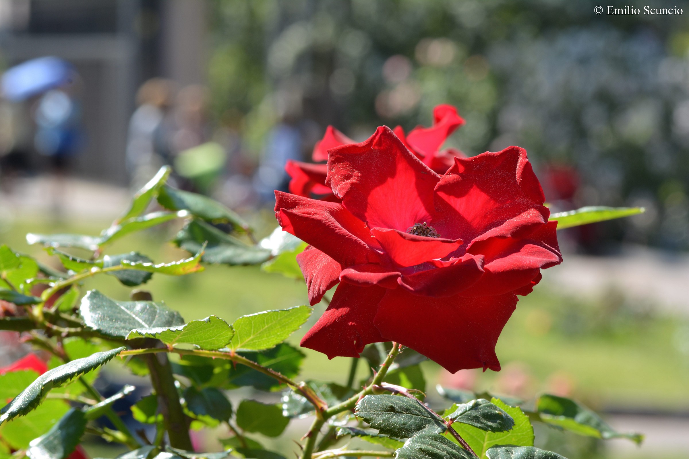 Rosa municipal rose garden Rome...