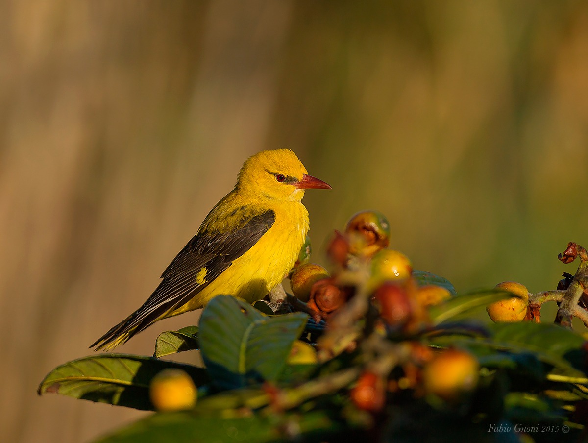 Dawn of the Golden Oriole...