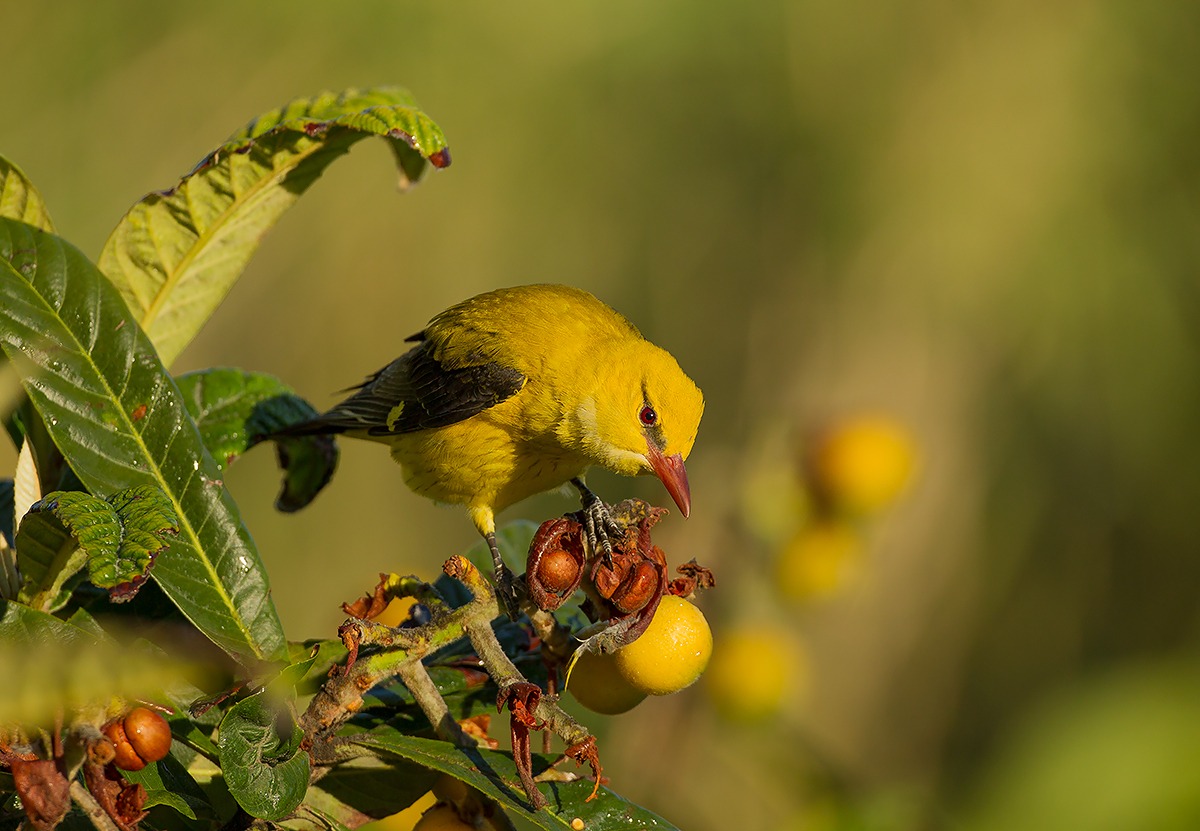 Dawn of the Golden Oriole...