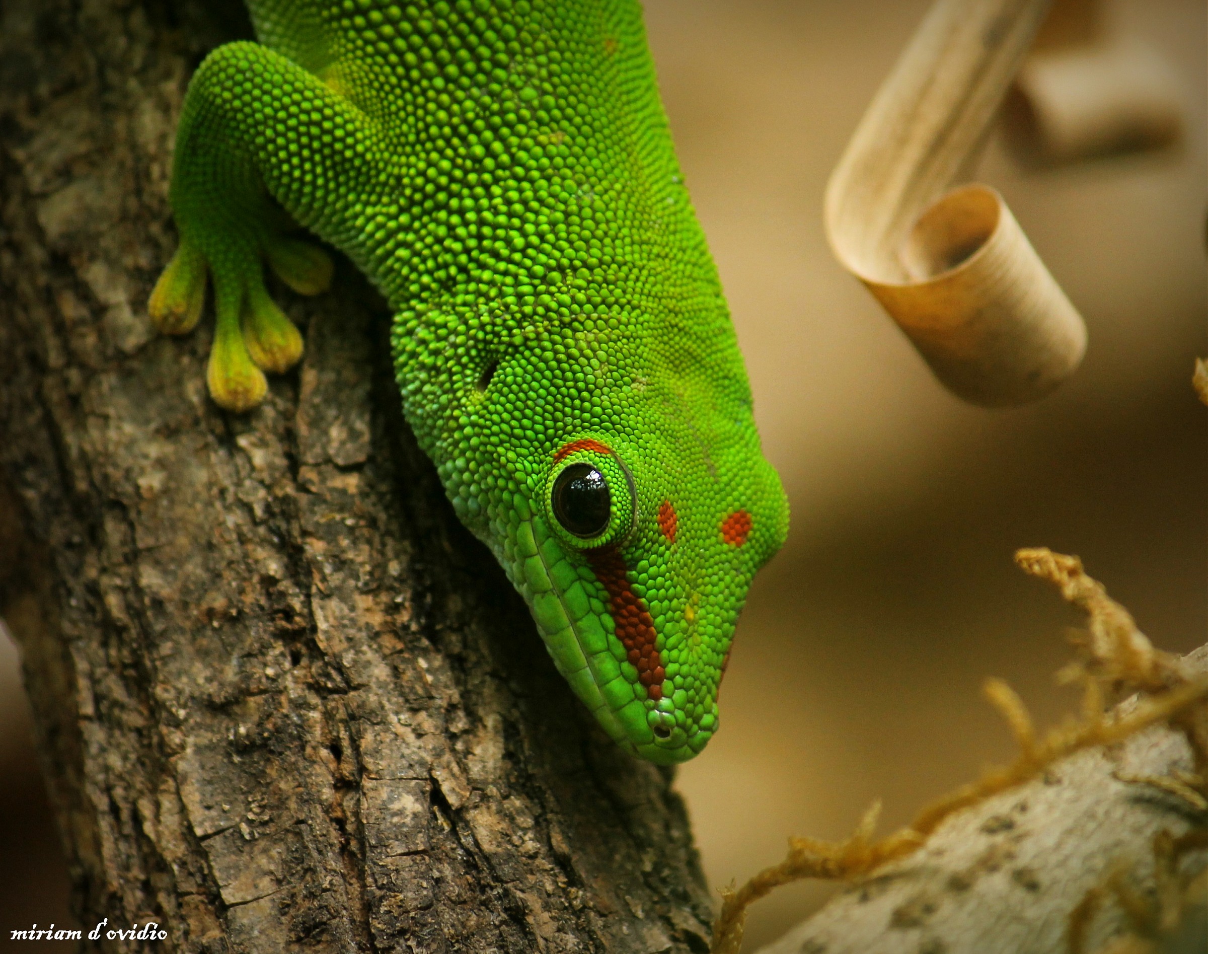 Gecko of Madagascar Oasis Sant'Alessio July 2014...