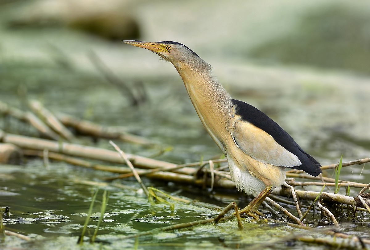 bittern...