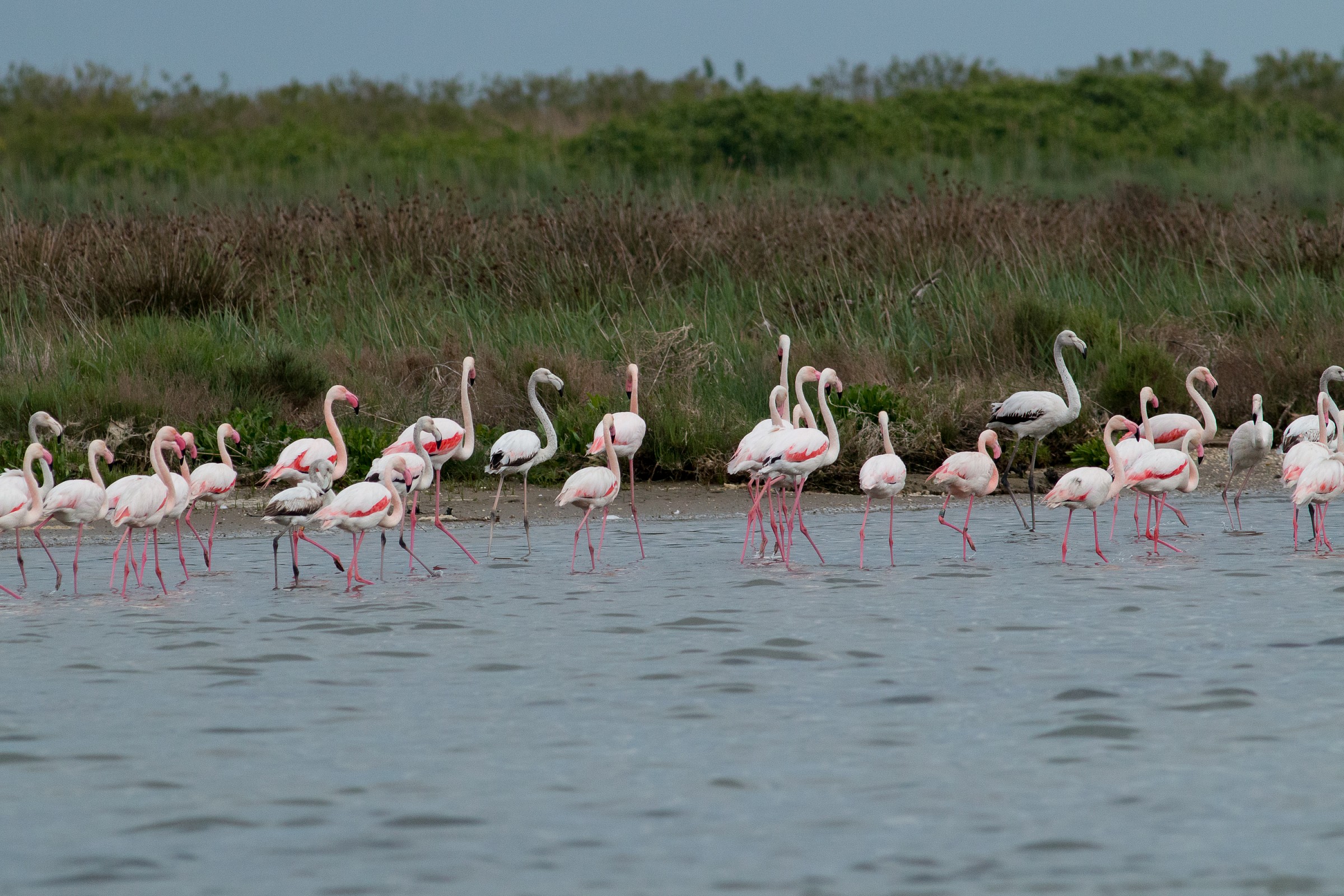 Pink flamingos...