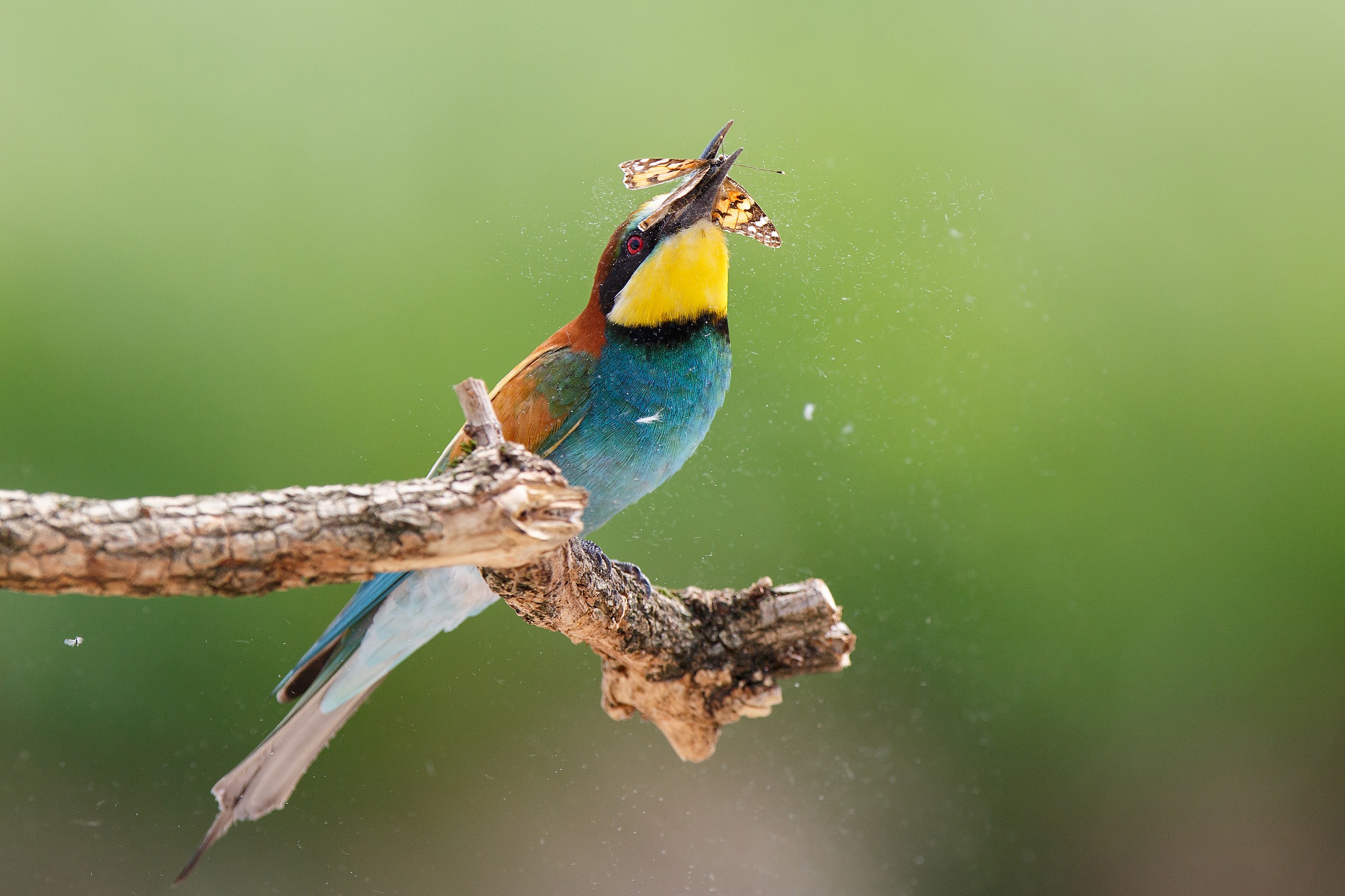 Bee-eater with a butterfly...