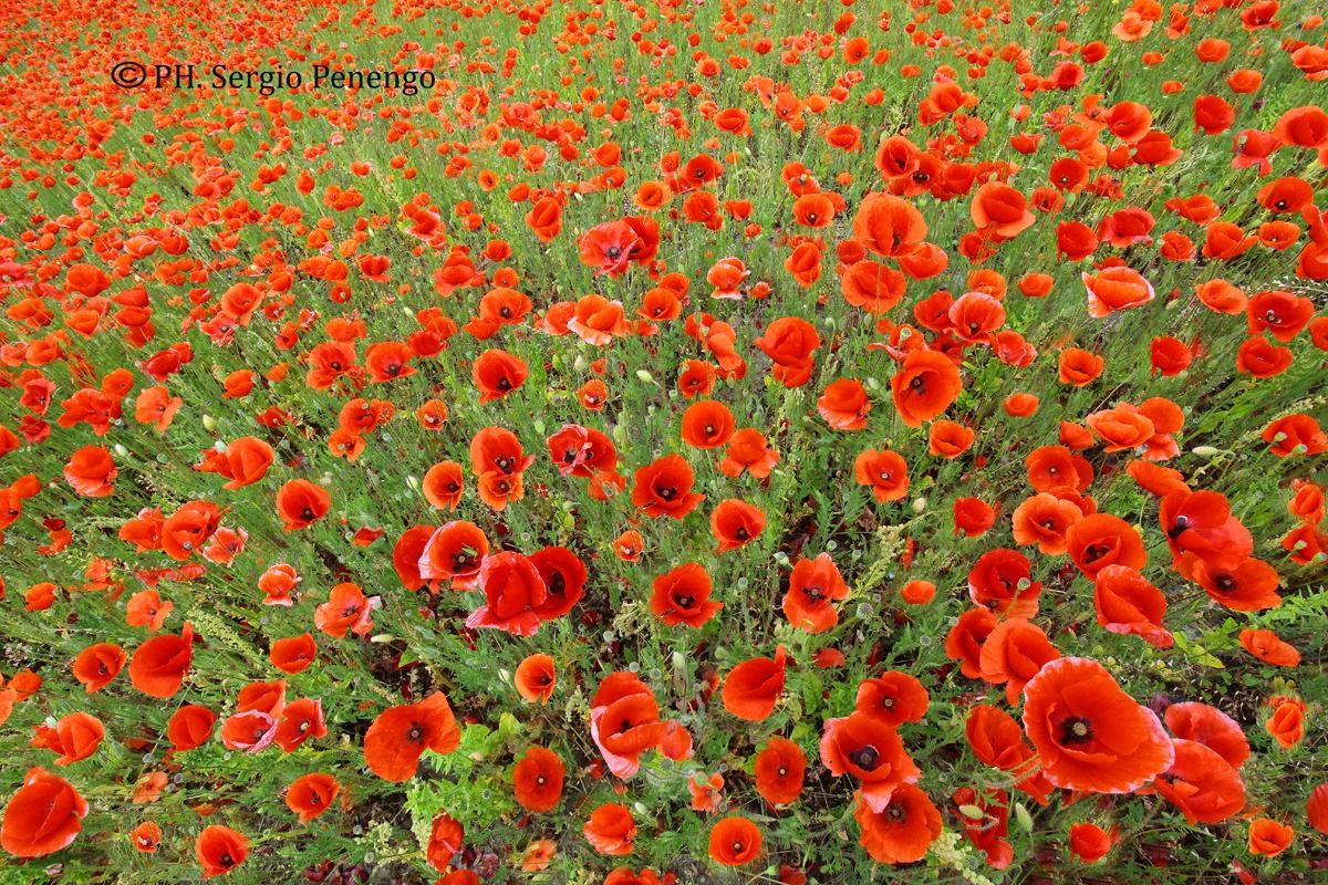 "Red Poppy"...