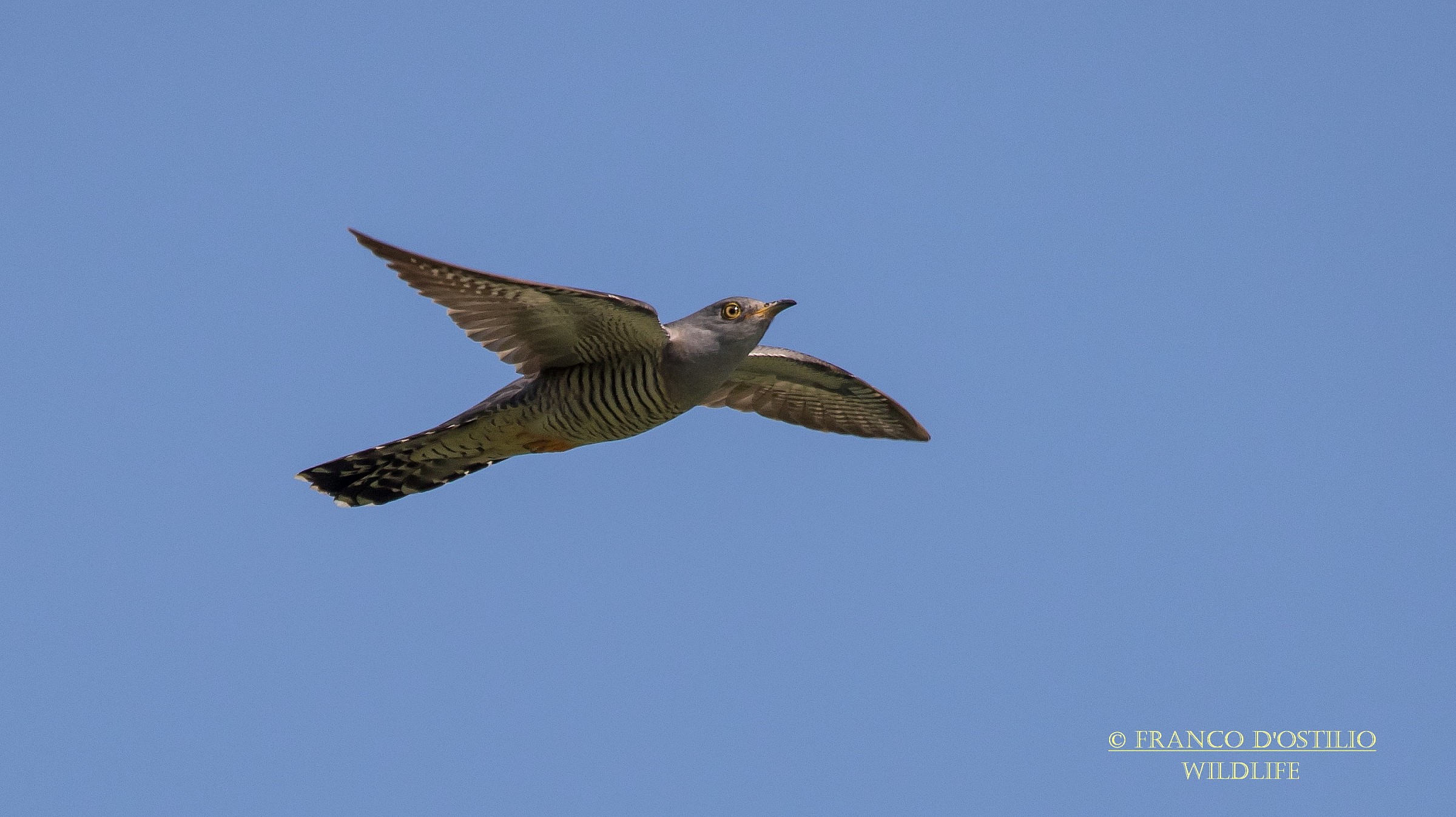 The flight of the cuckoo...