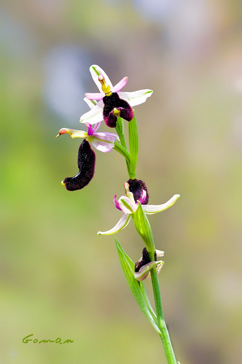 Orchidea Pugliese...