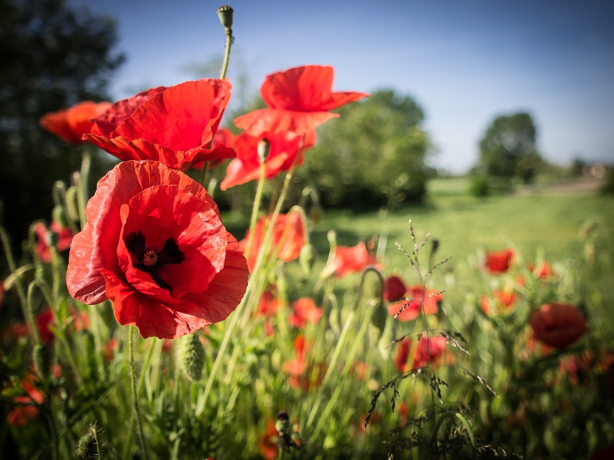 Time of poppies...