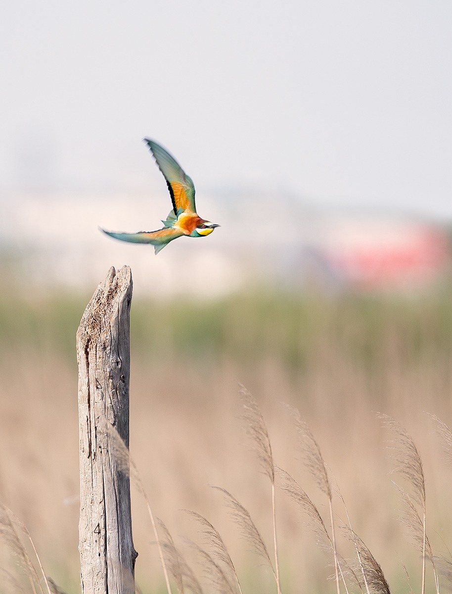 Bee-eater; The escape...