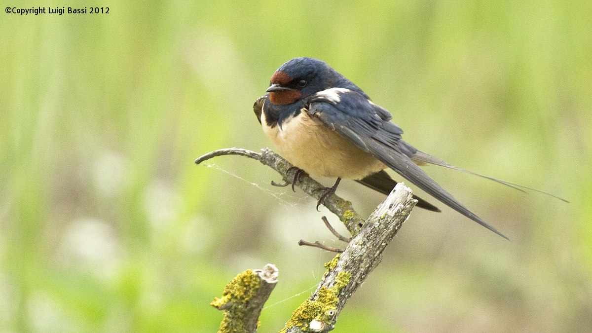 Swallow a spring that is not yet ...........