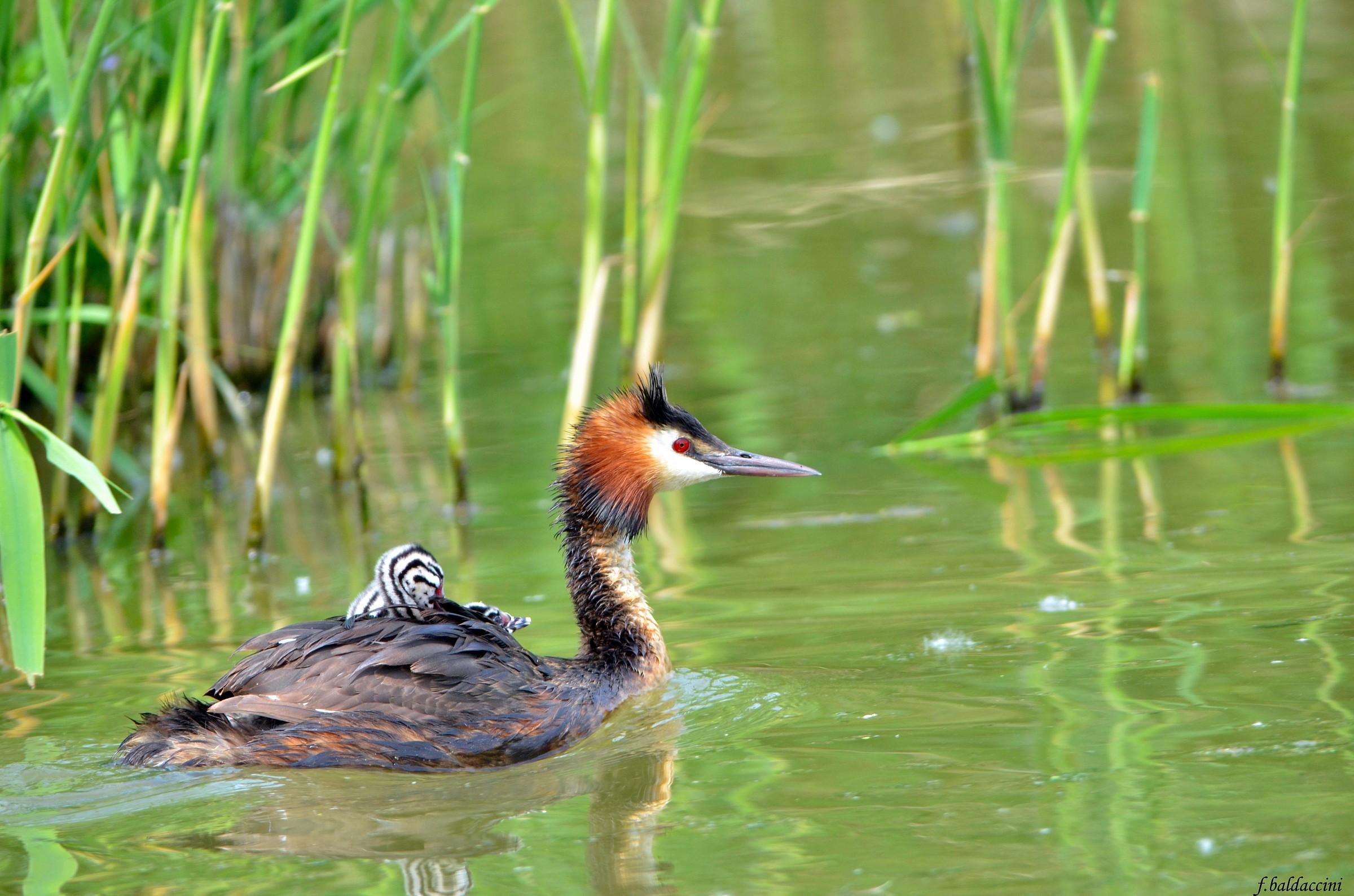 Great Crested Grebe with offspring...