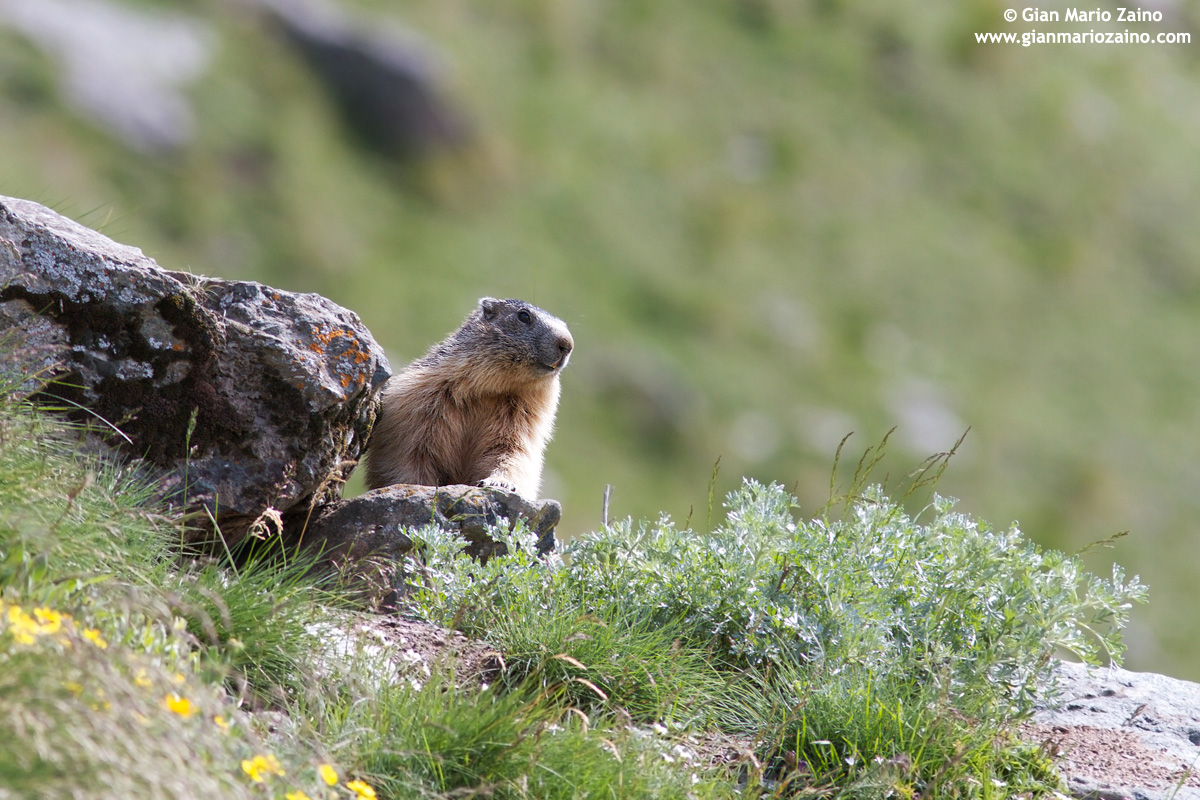 Italy, Nat Park. Gran Paradiso (2011)...