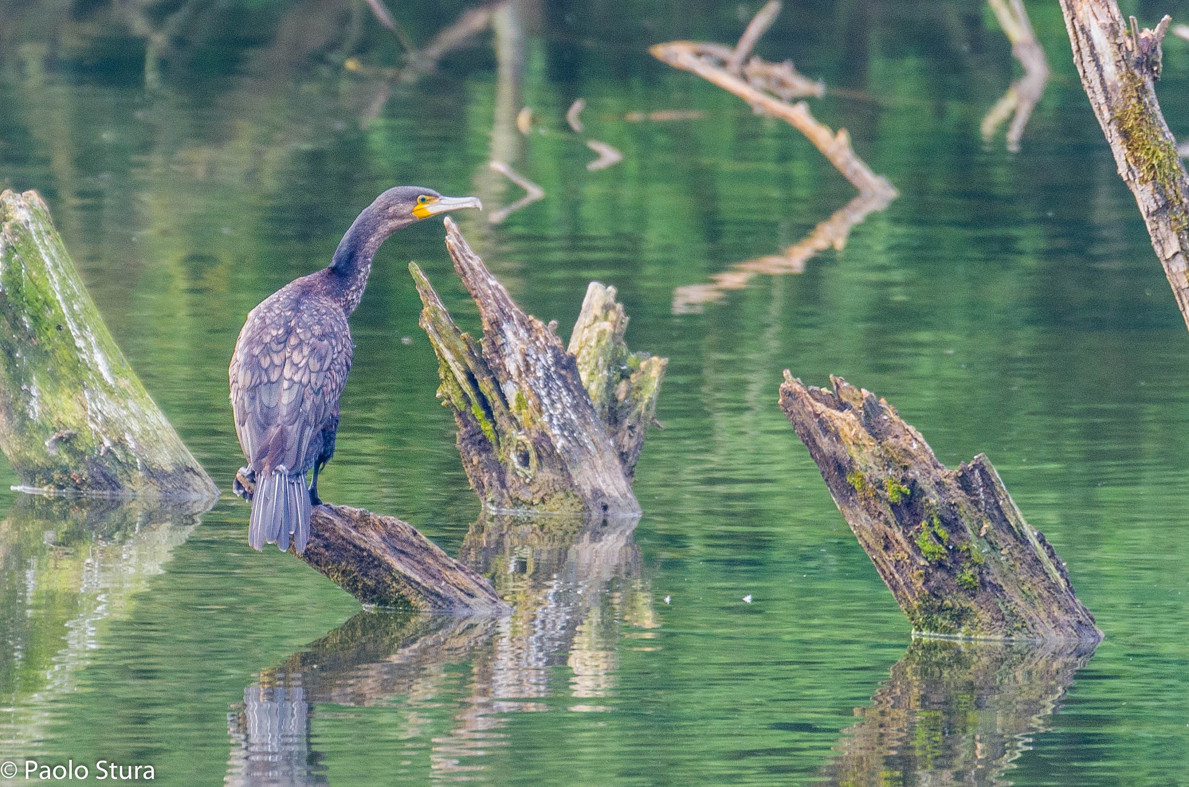 Cormorant...