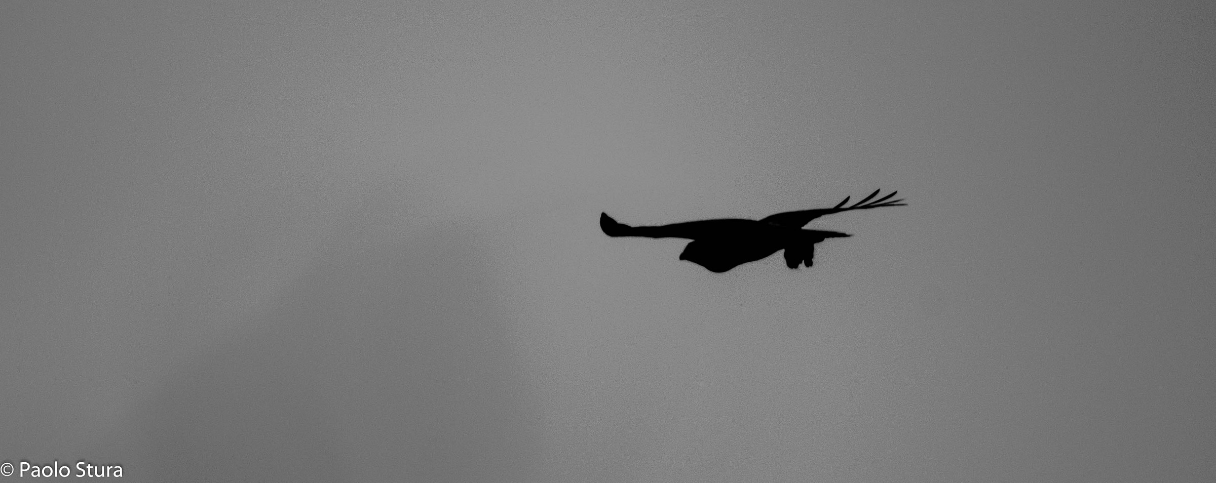 Buzzard...