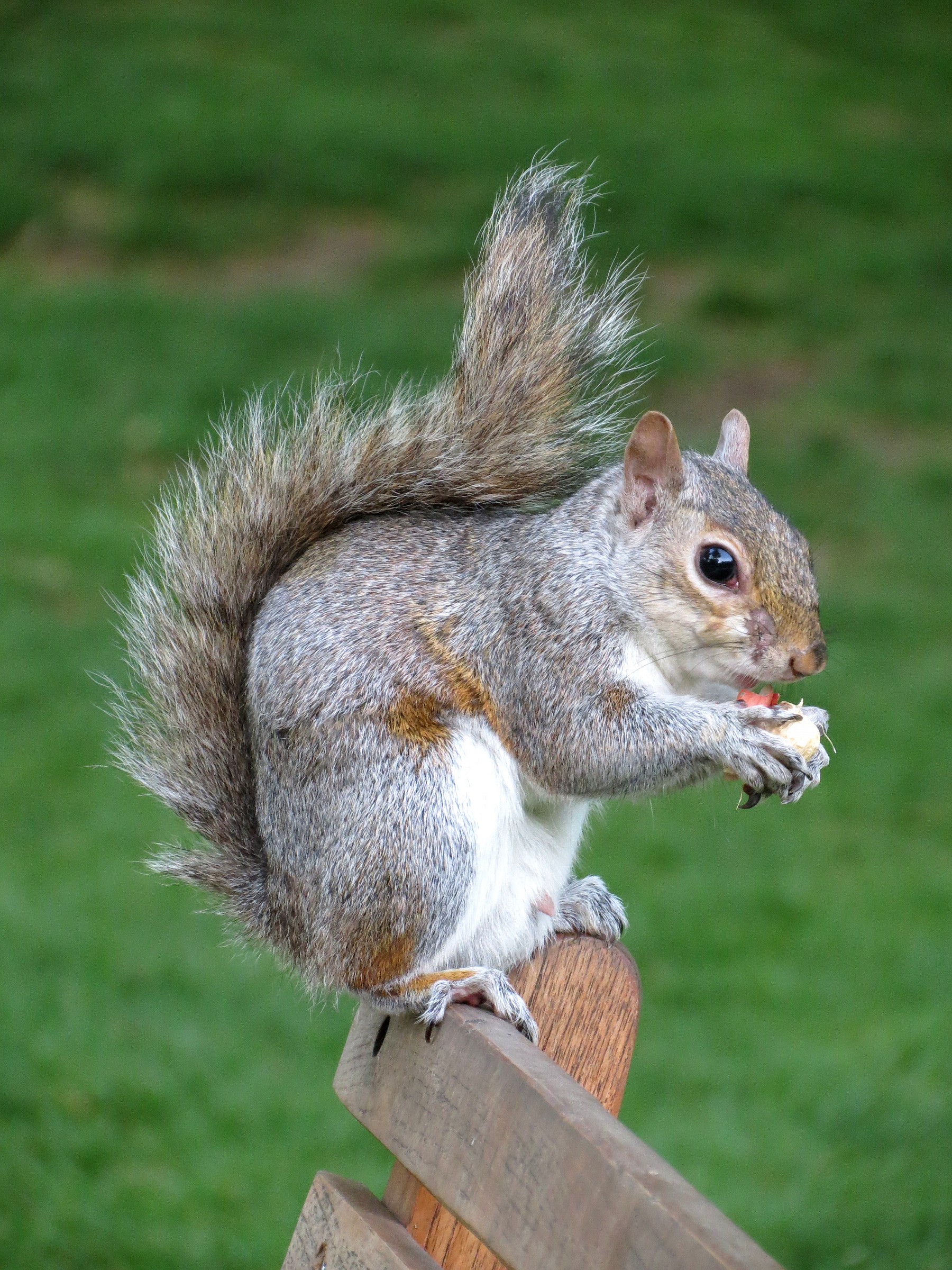 Little squirrel London...