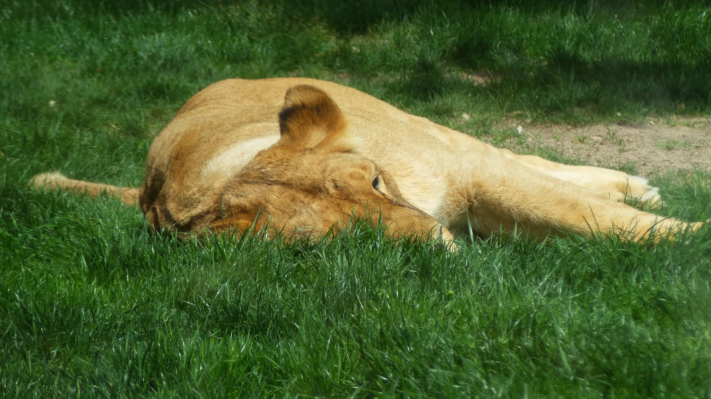 bio park VLC - lion sleep -...