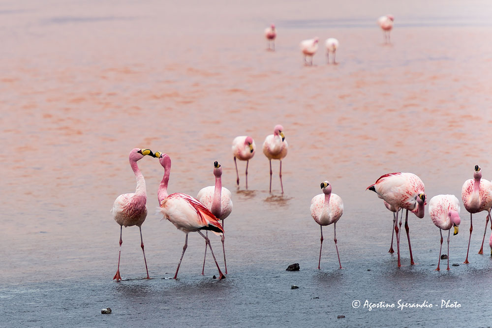 James' Flamingo (Phoenicoparrus jamesi)...