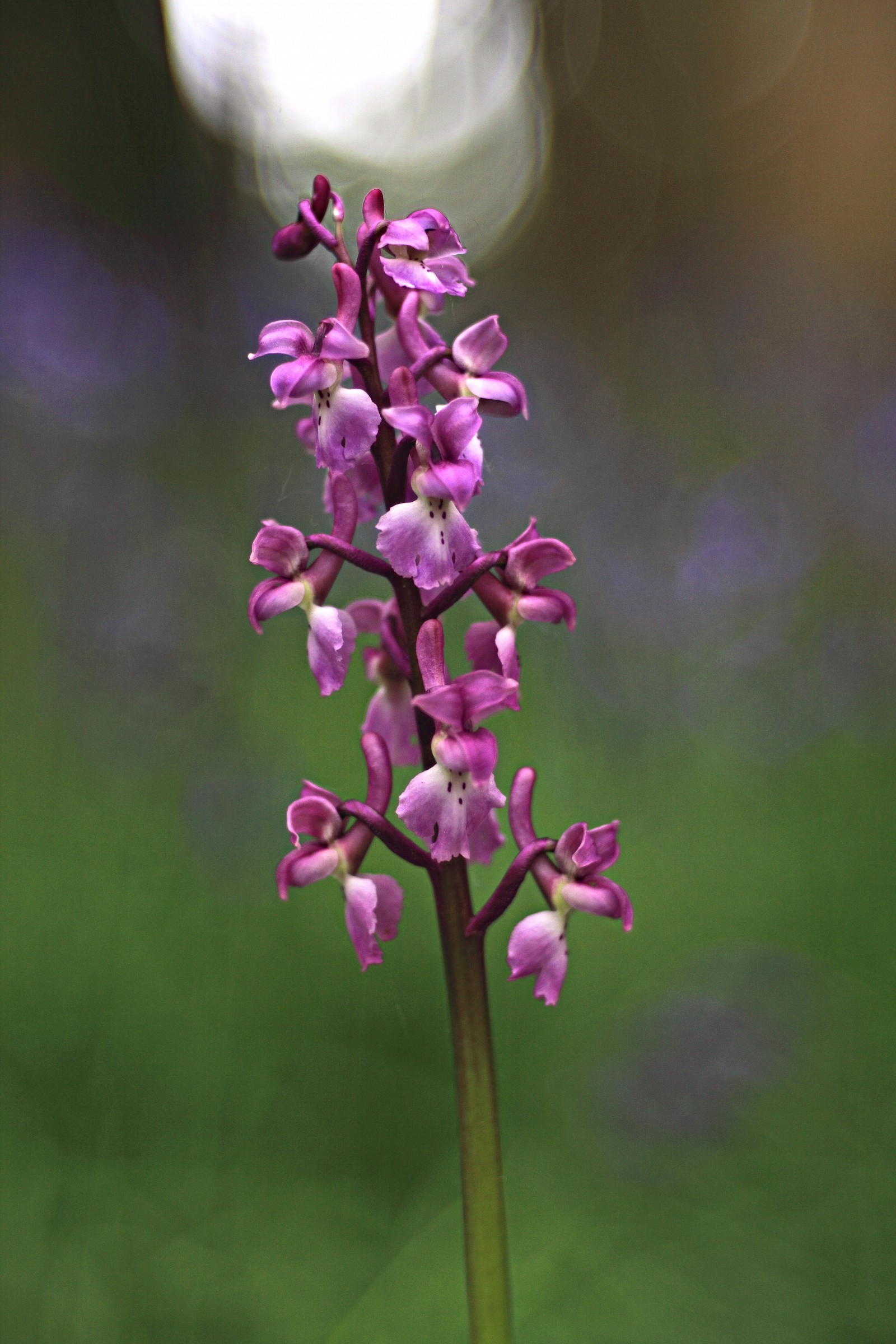 Orchis mascula...