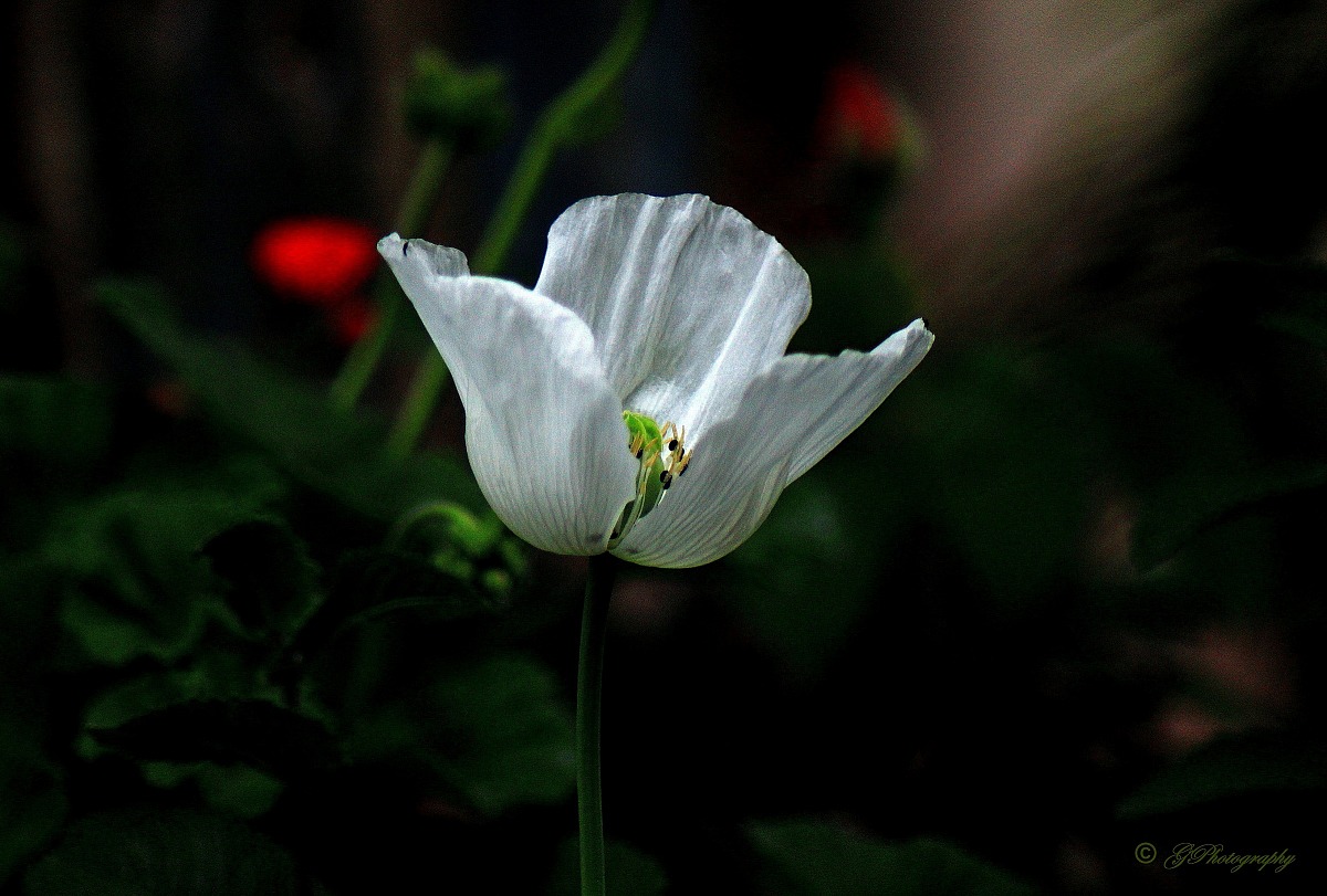 The White Poppy...
