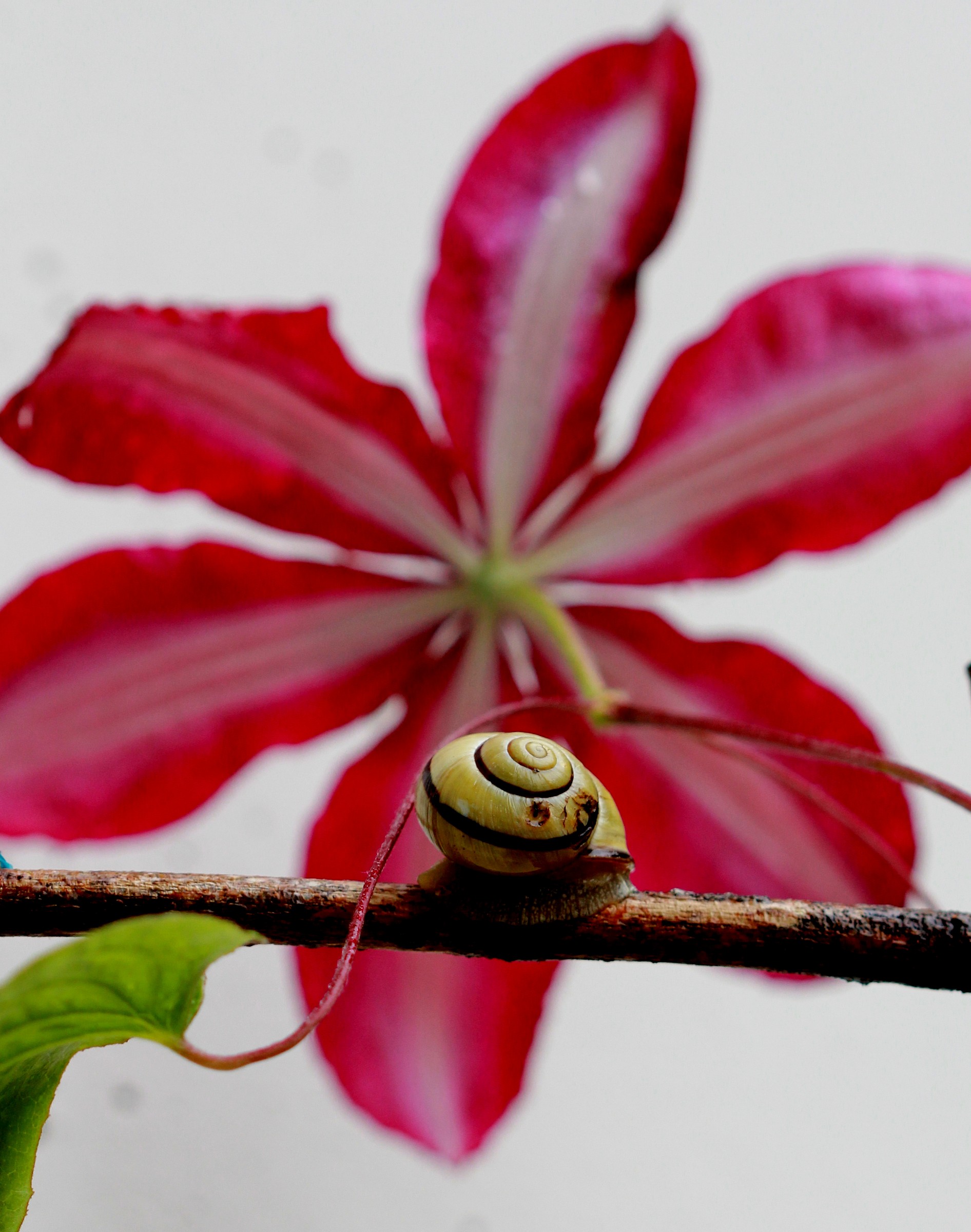 The snail and the clematis...