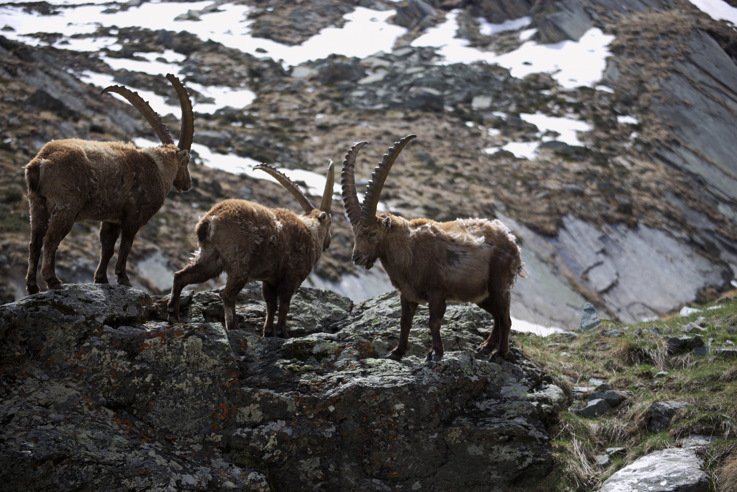 Cogne - Rif-V.Sella...