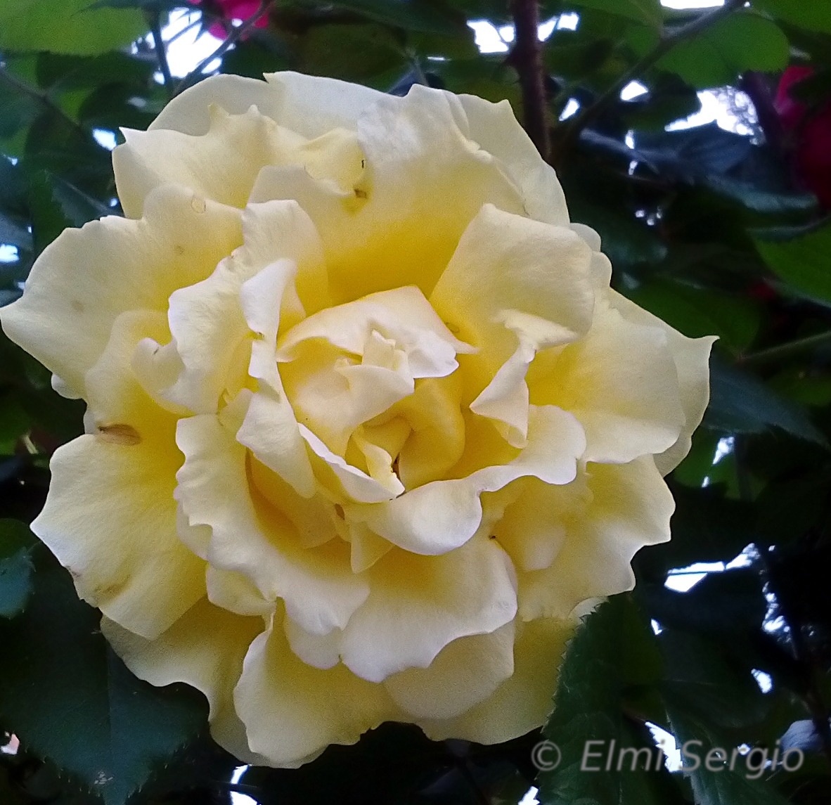 Yellow Rose...
