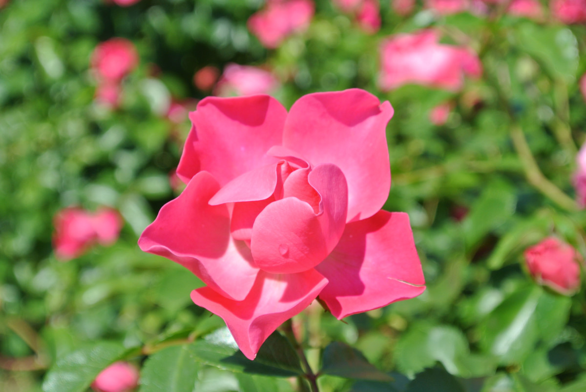 Rosa...