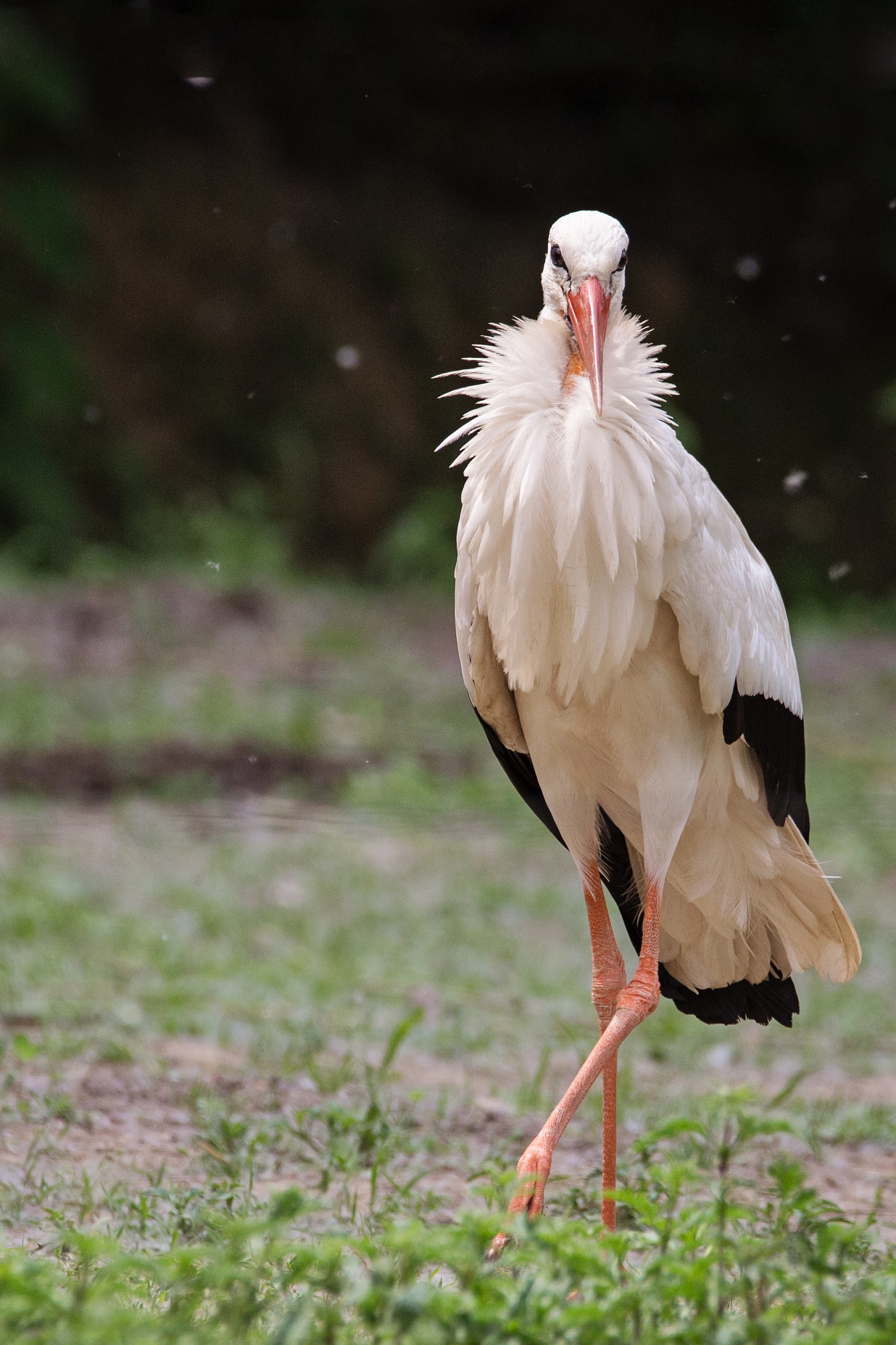 Stork...