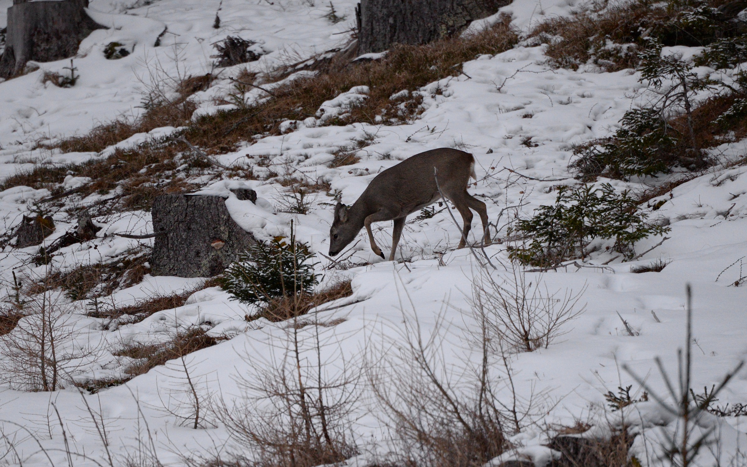 Female deer late winter...