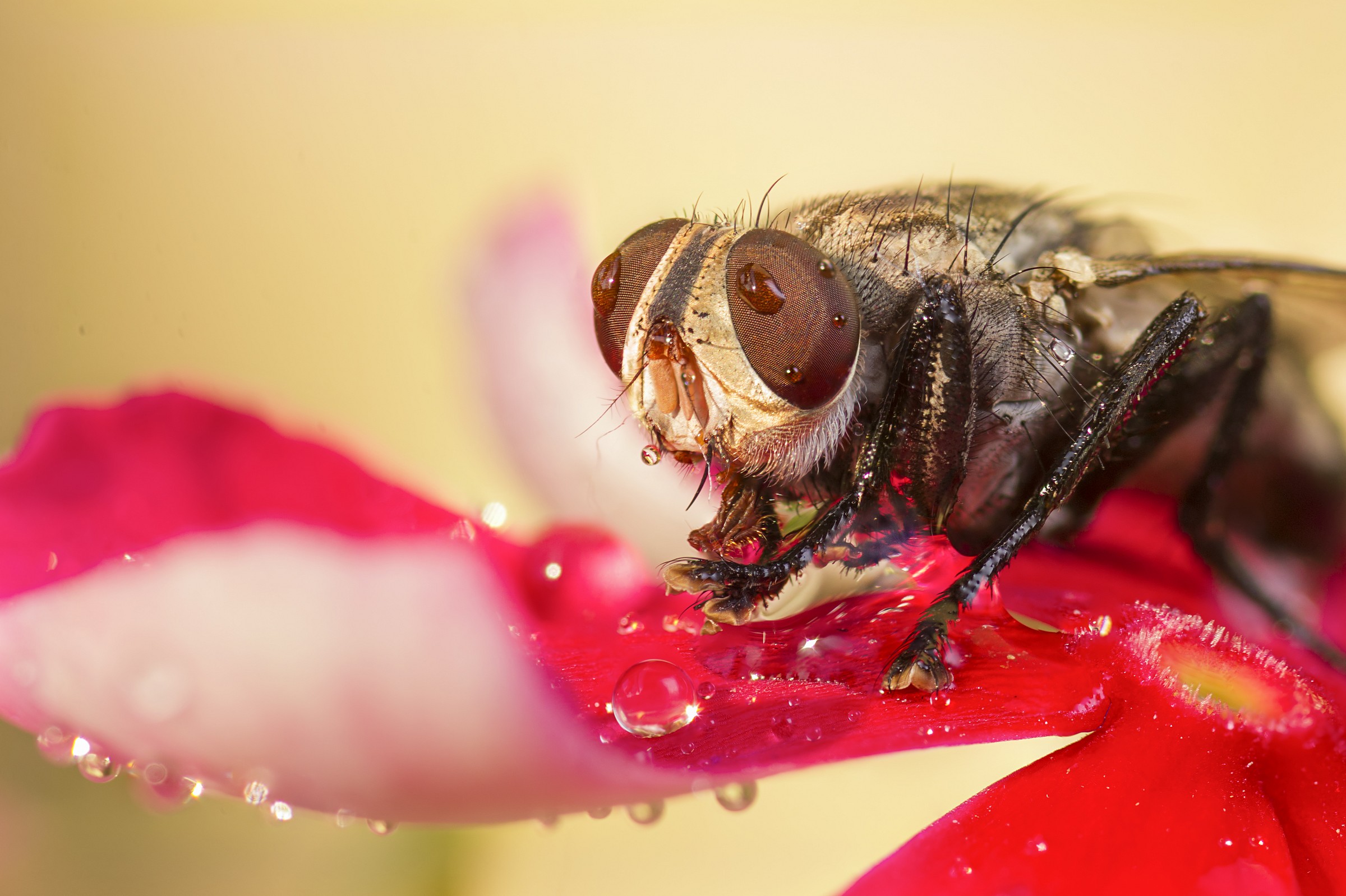 Thirsty Fly...