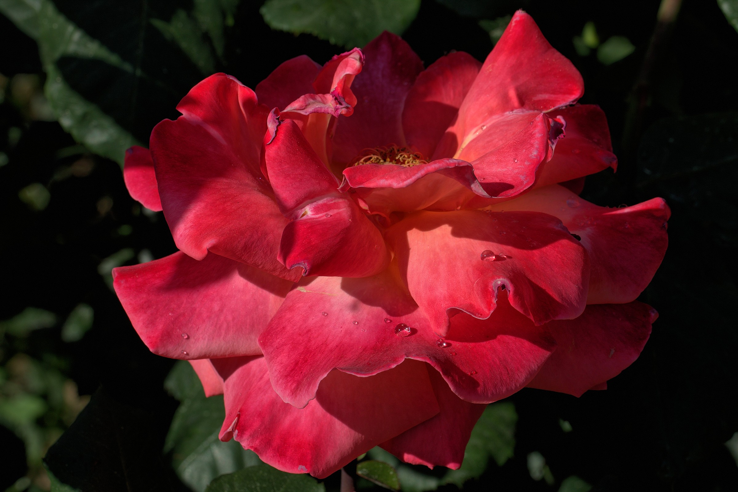 Rose Garden of Nervi...