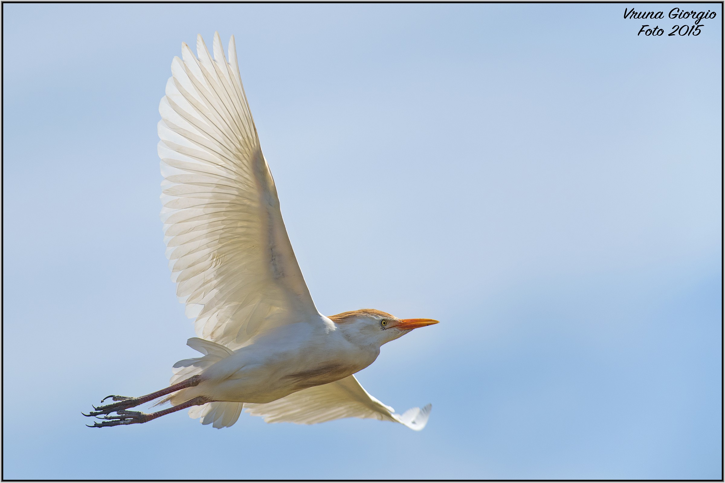 Angel Flight (Egrets)...