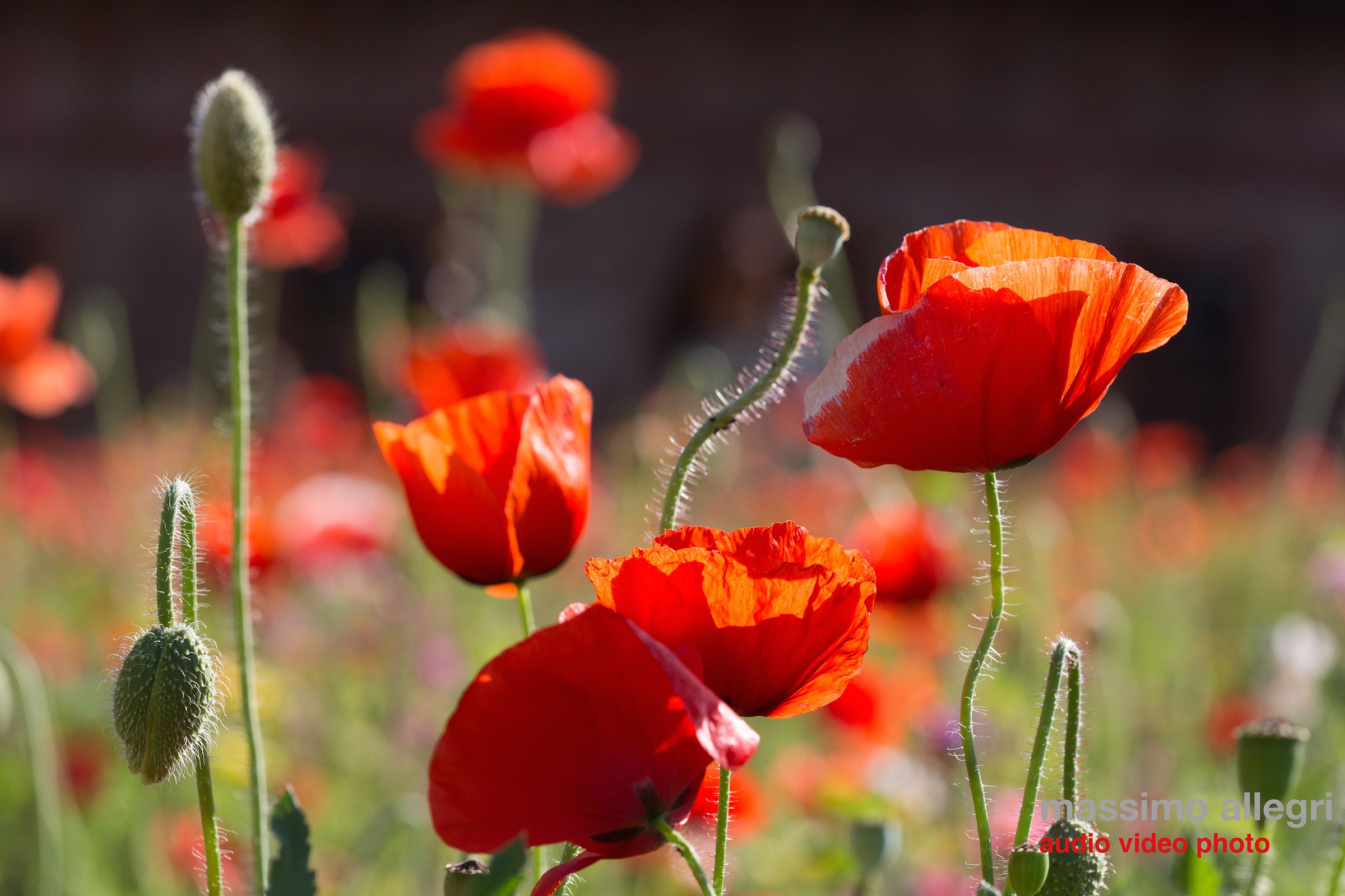 Poppies tossed by the wind...