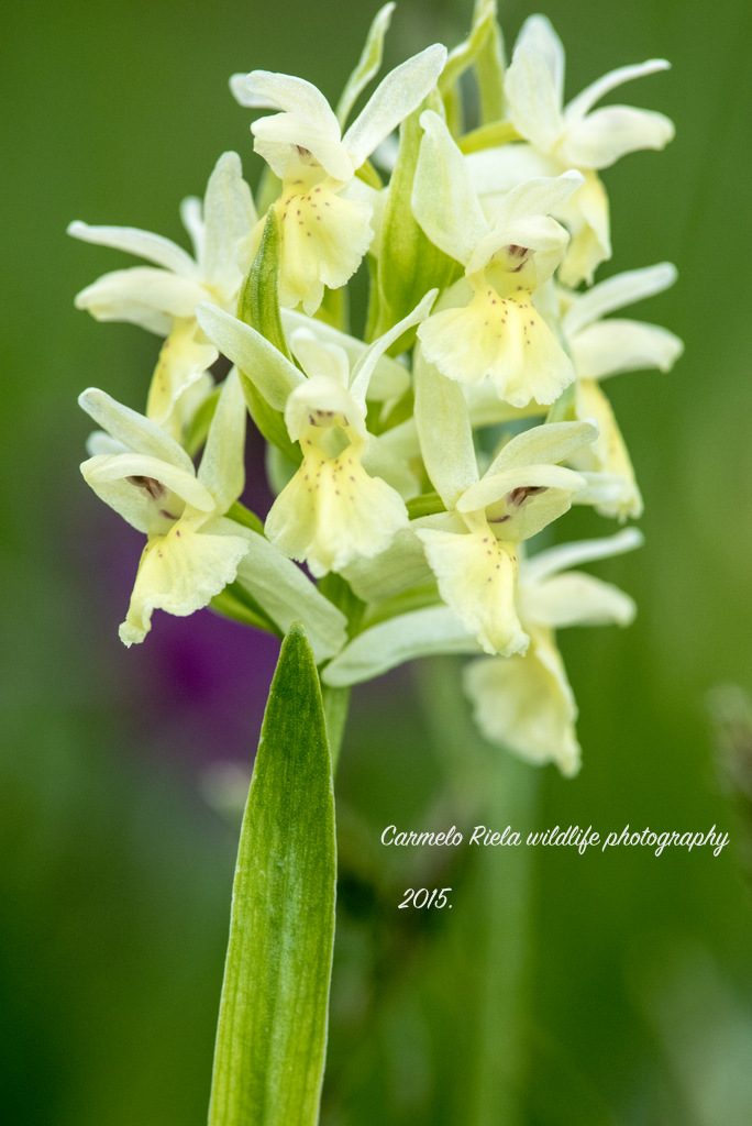 Palmata orchid (Dactylorhiza sambucina) var.gialla....